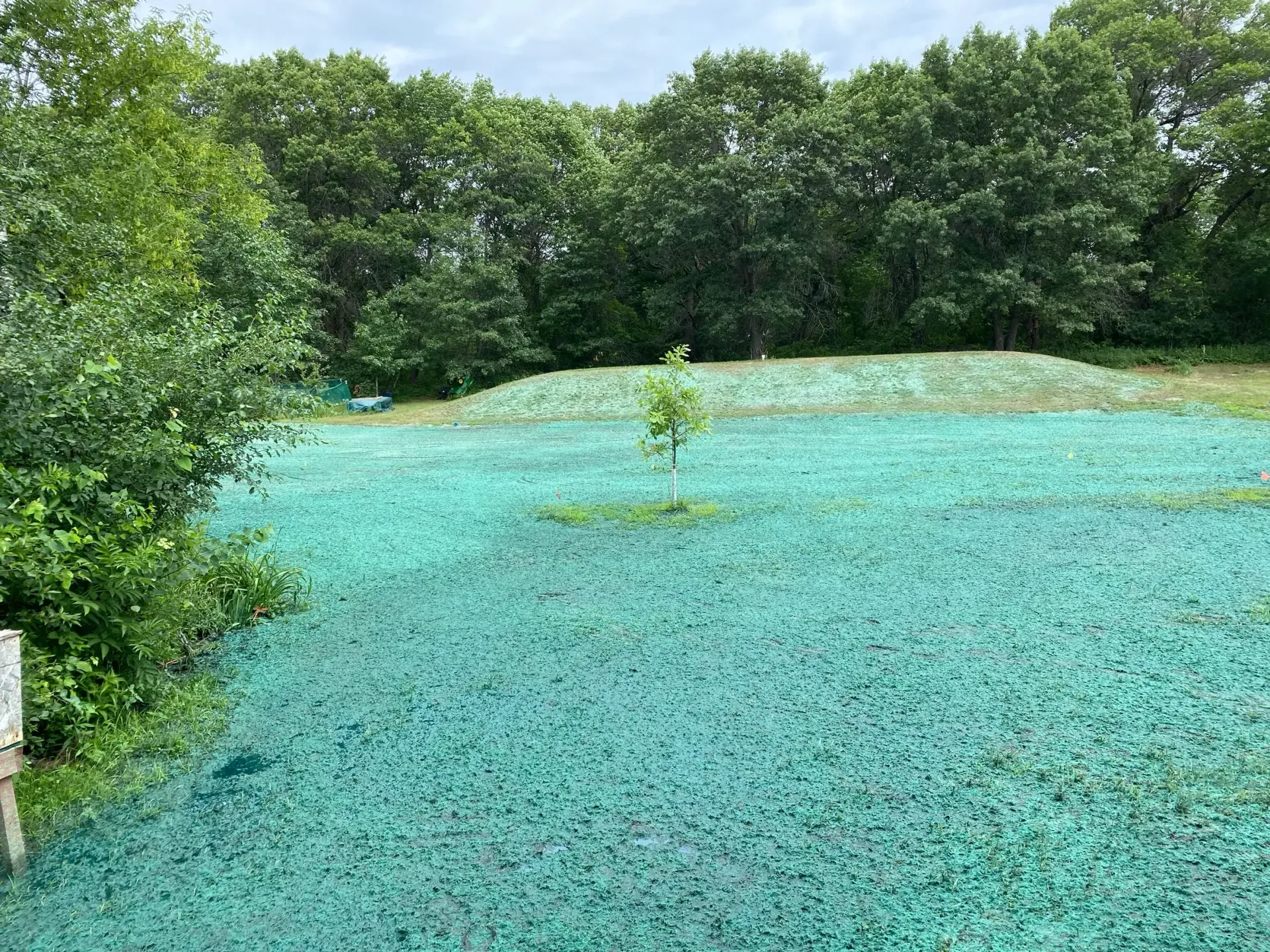 Blue-green algae blanket a pond beside dense green trees under a cloudy sky