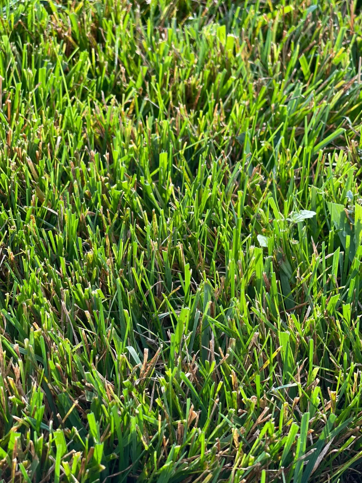 Close-up of dense green grass with a few brown blades mixed in