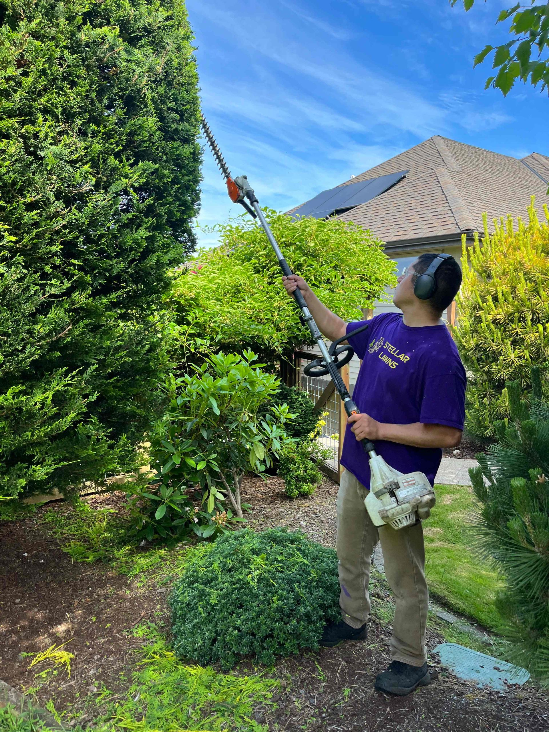 Person pruning a tall hedge with hedge trimmers in a sunny garden beside a house