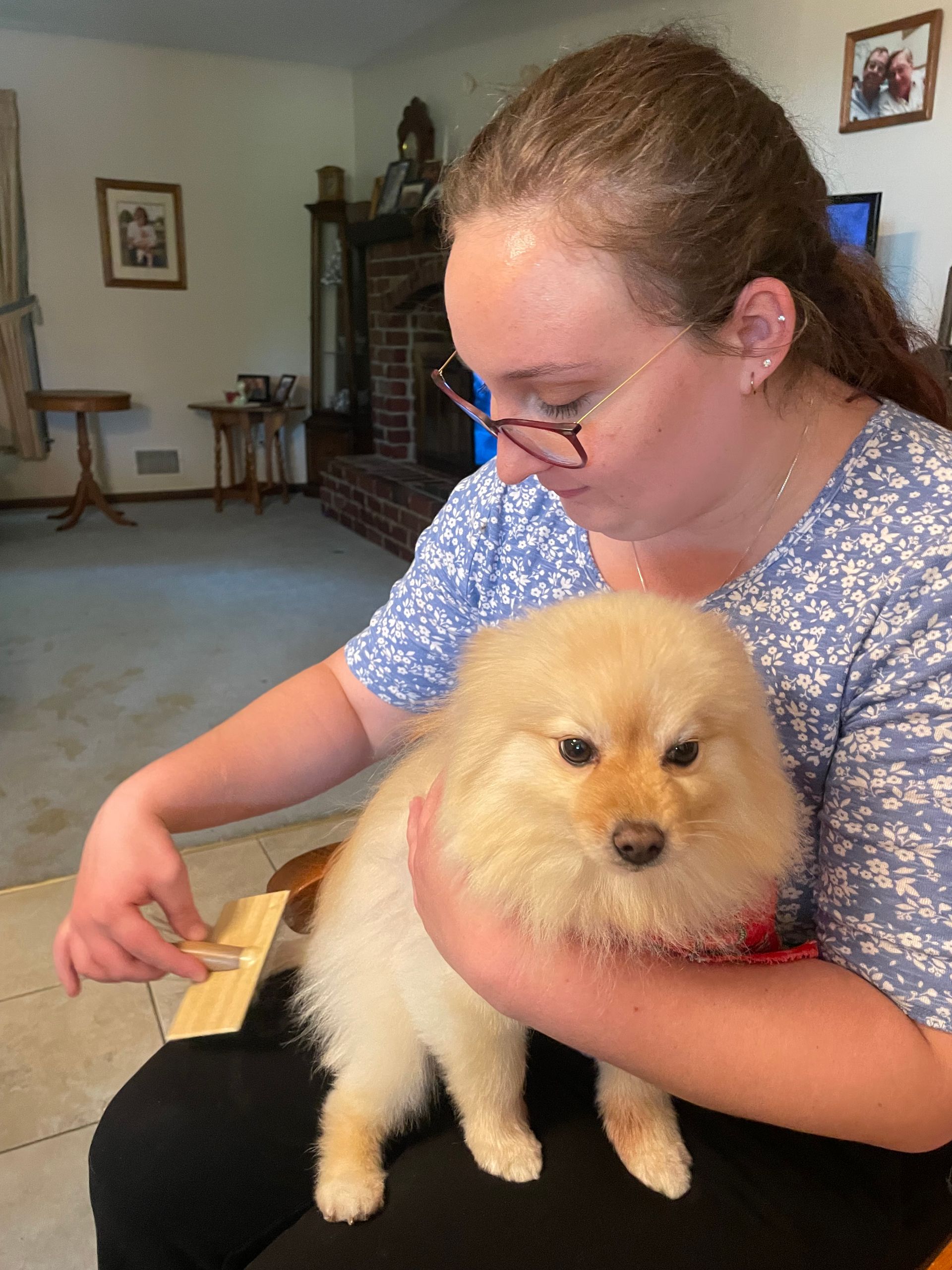 A woman is holding a small dog in her lap and brushing it.
