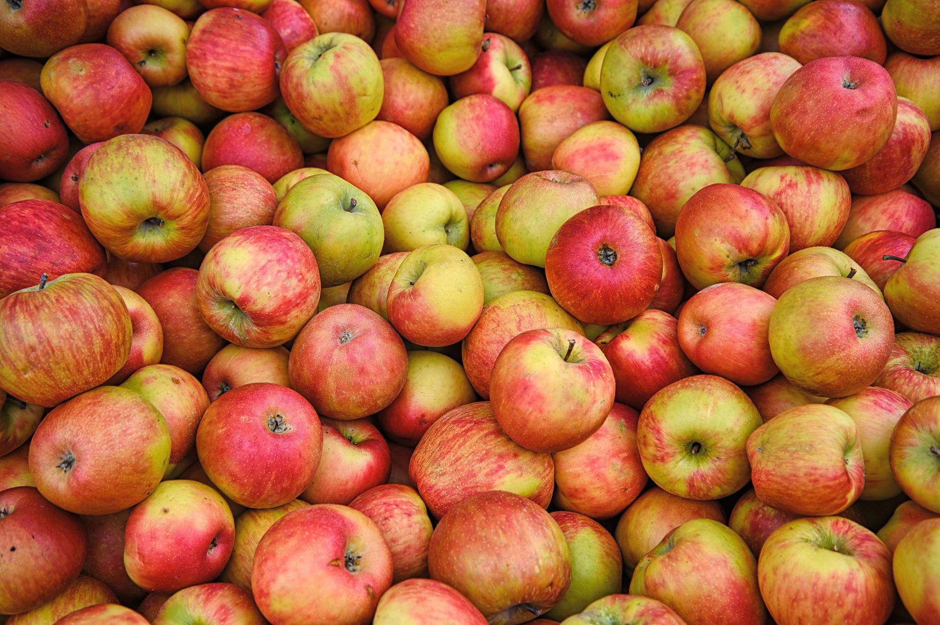 Applepalooza