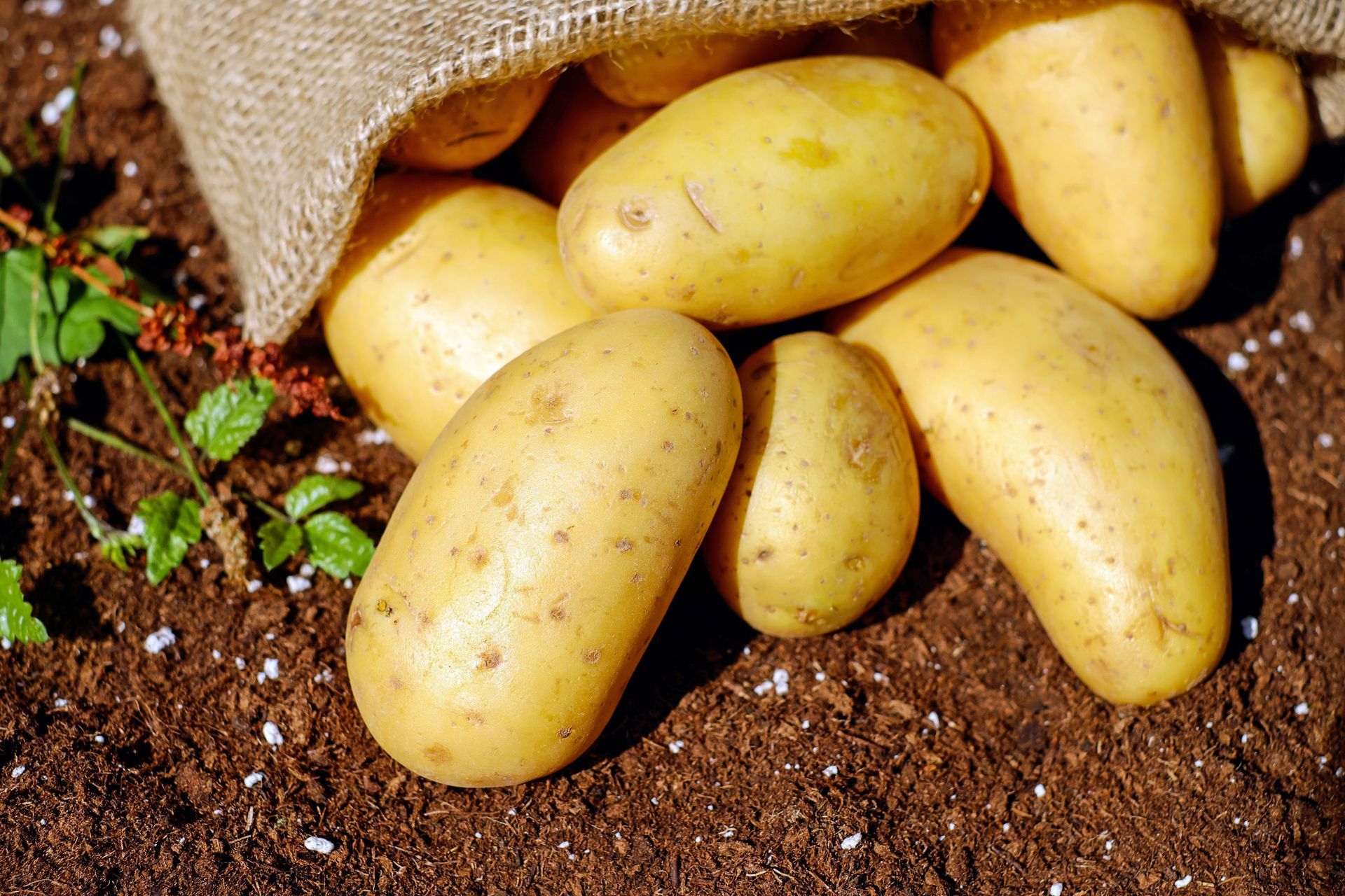 A Spud's Life