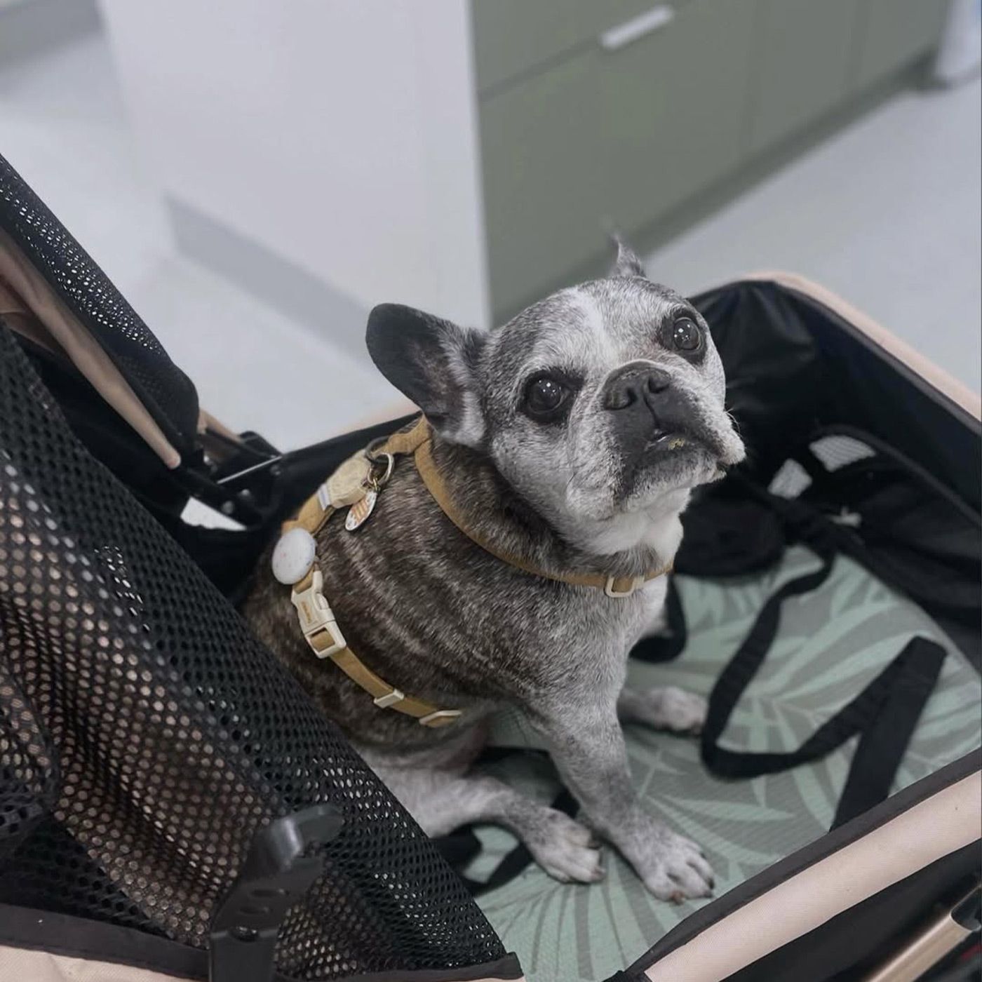 Small grey dog sitting in a stroller, looking up with a curious expression.