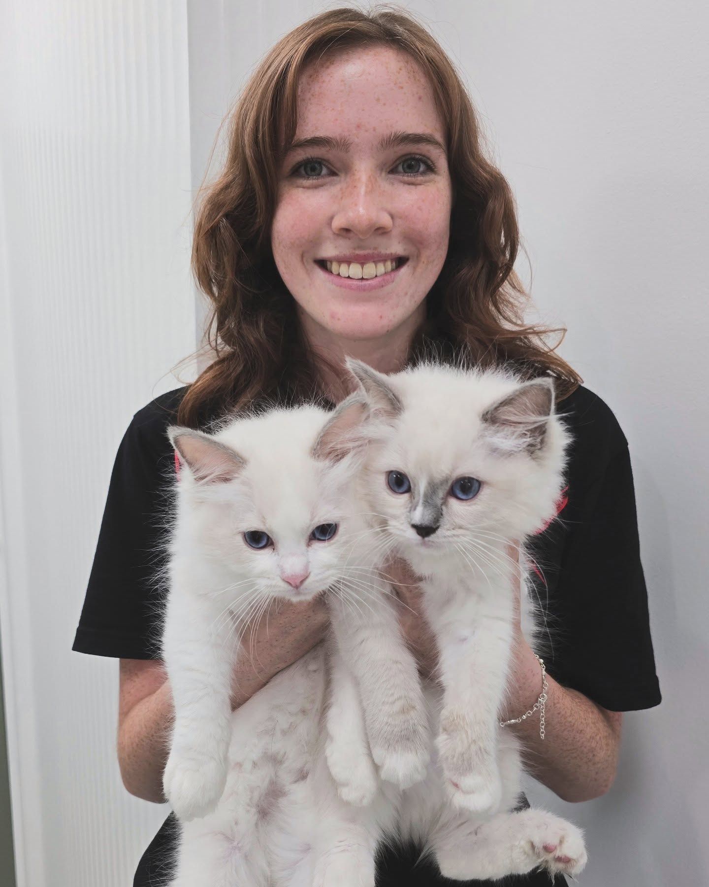 A Woman Holding Two Fluffy White Kittens — The Neighbourhood Vet in Tewantin, QLD
