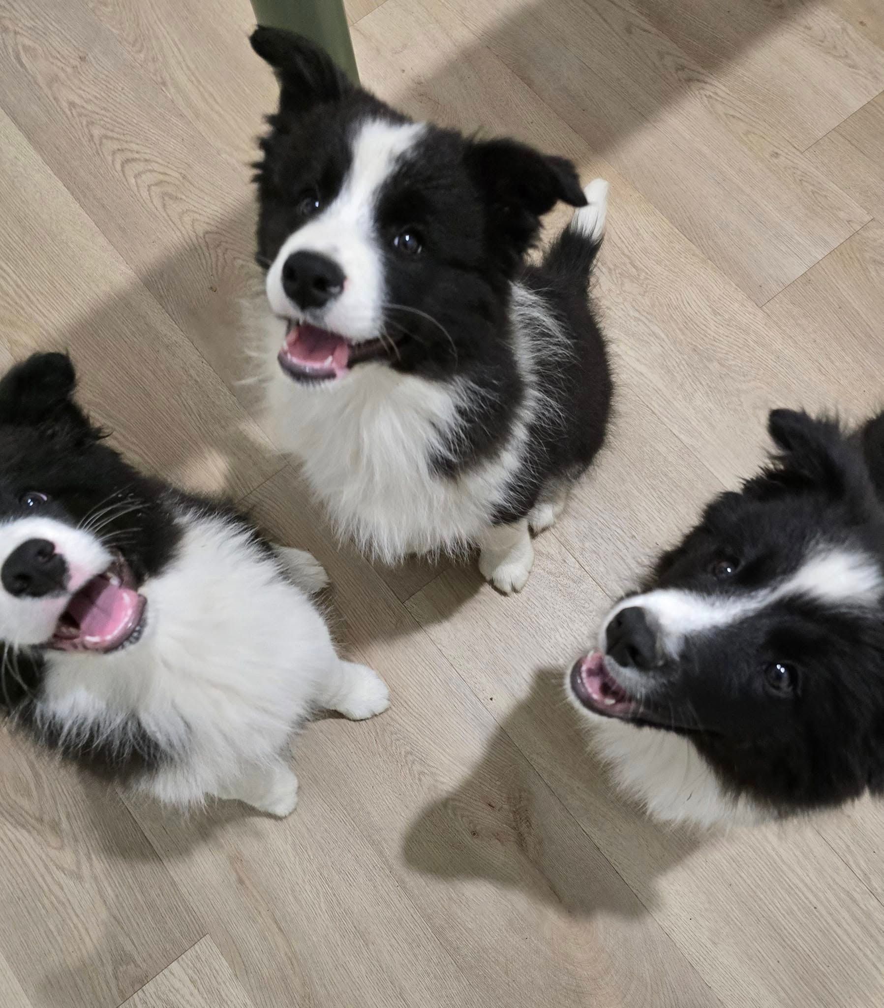 Three Dogs Looking up On a Light Wood Floor — The Neighbourhood Vet in Tewantin, QLD