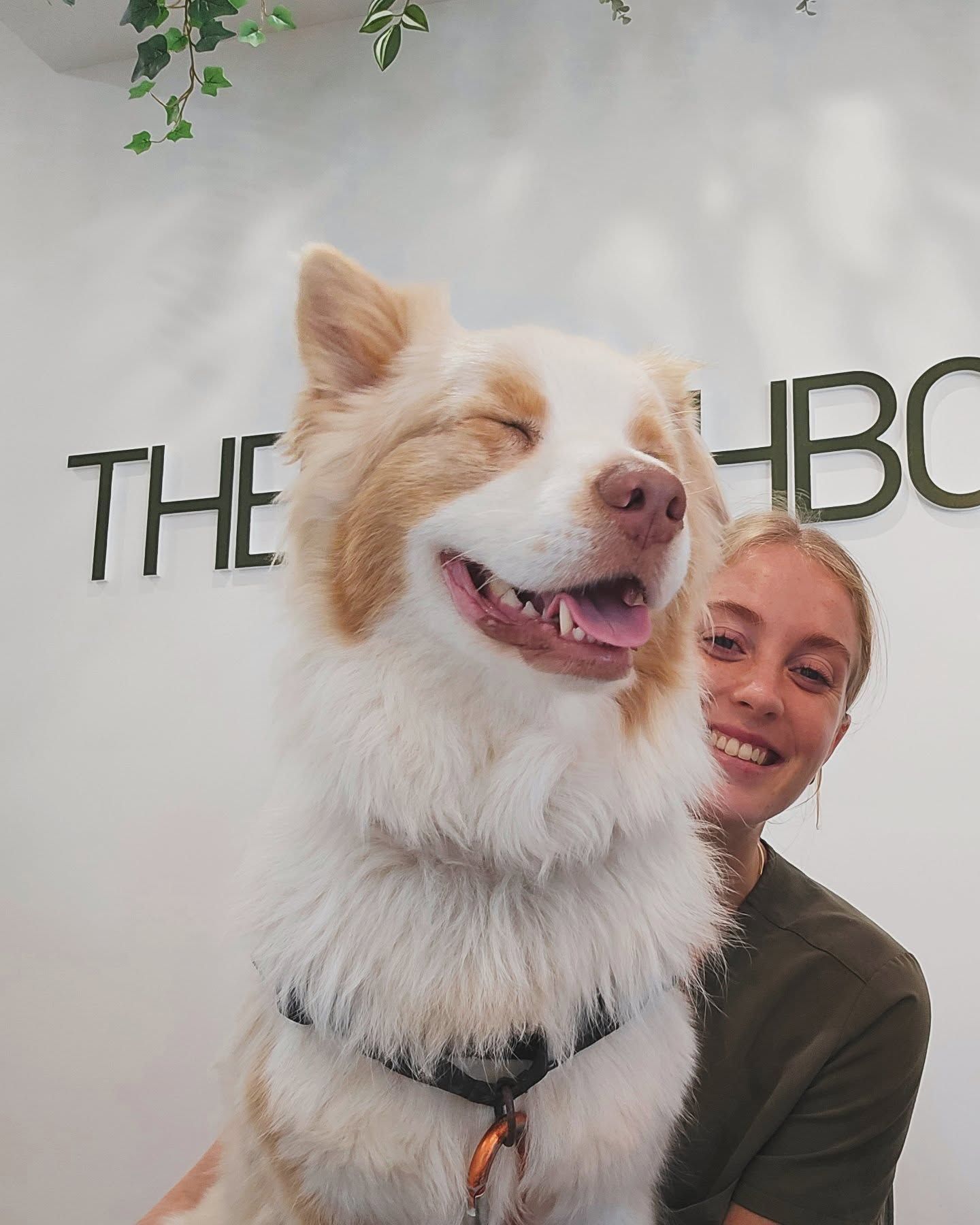 A Smiling Fluffy White and Tan Dog in A Harness — The Neighbourhood Vet in Tewantin, QLD