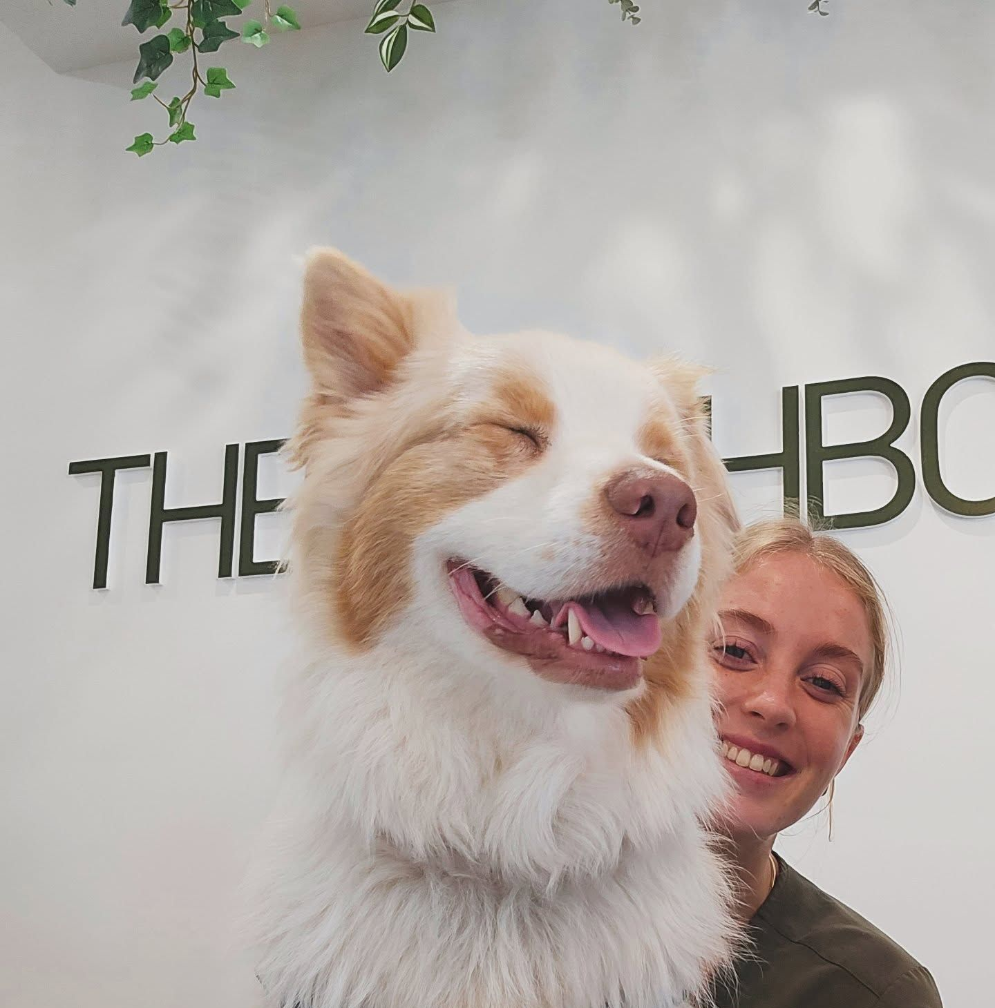 A Small Dog Sitting on A Light Wood Floor — The Neighbourhood Vet in Tewantin, QLD