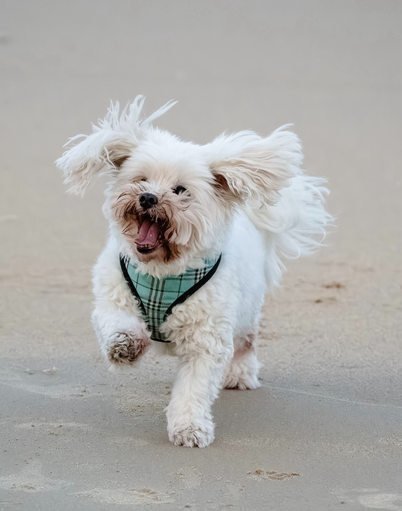 A Small White Fluffy Dog Running on Sand — The Neighbourhood Vet in Tewantin, QLD