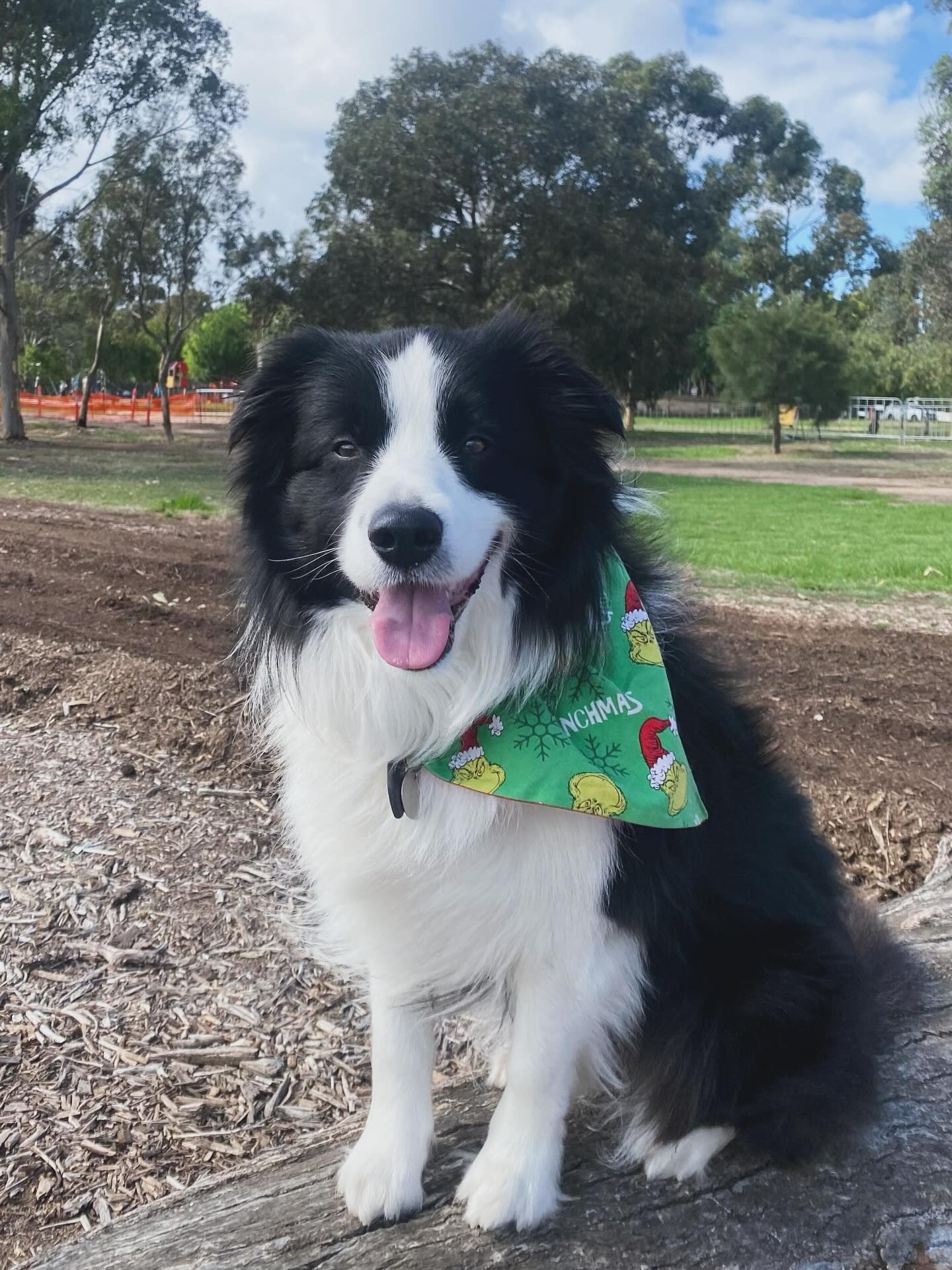A Black and White Dog Sitting Outdoors — The Neighbourhood Vet in Tewantin, QLD