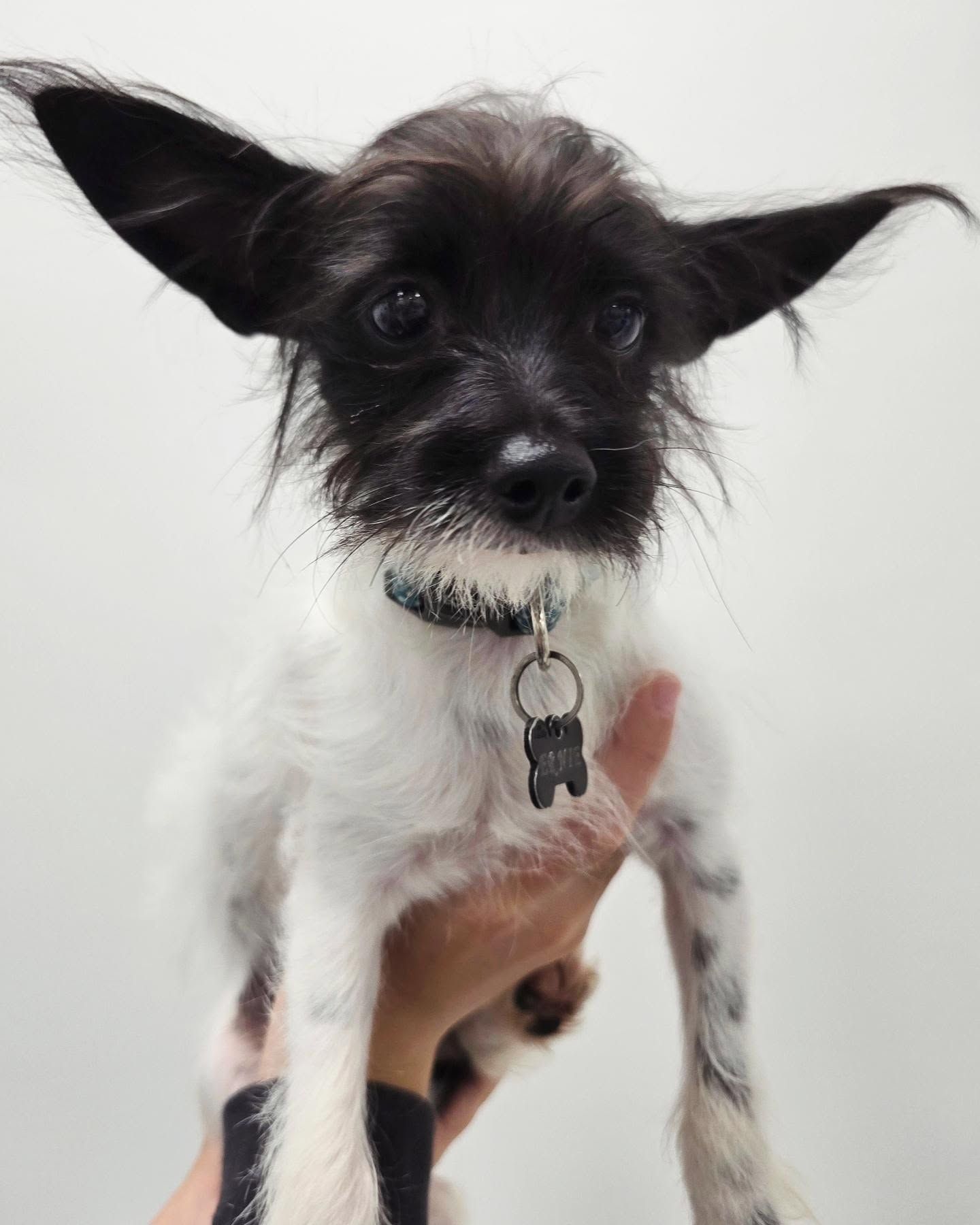 A Small Dog with Large Ears — The Neighbourhood Vet in Tewantin, QLD