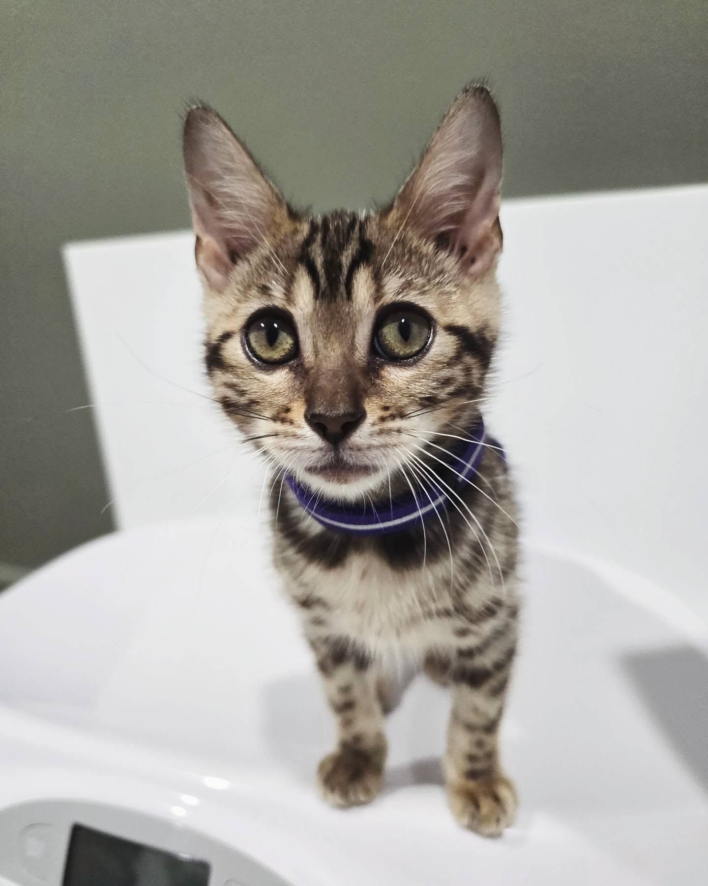 A Small Tabby Kitten Wearing a Glowing Collar — The Neighbourhood Vet in Tewantin, QLD