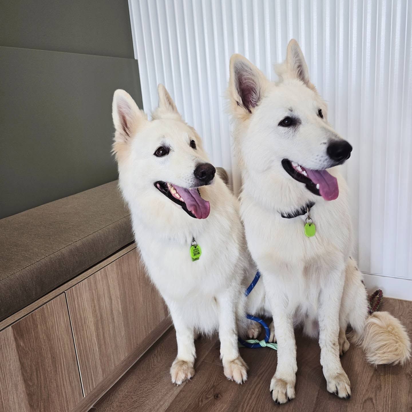 Two White Dogs Sitting Indoors — The Neighbourhood Vet in Tewantin, QLD