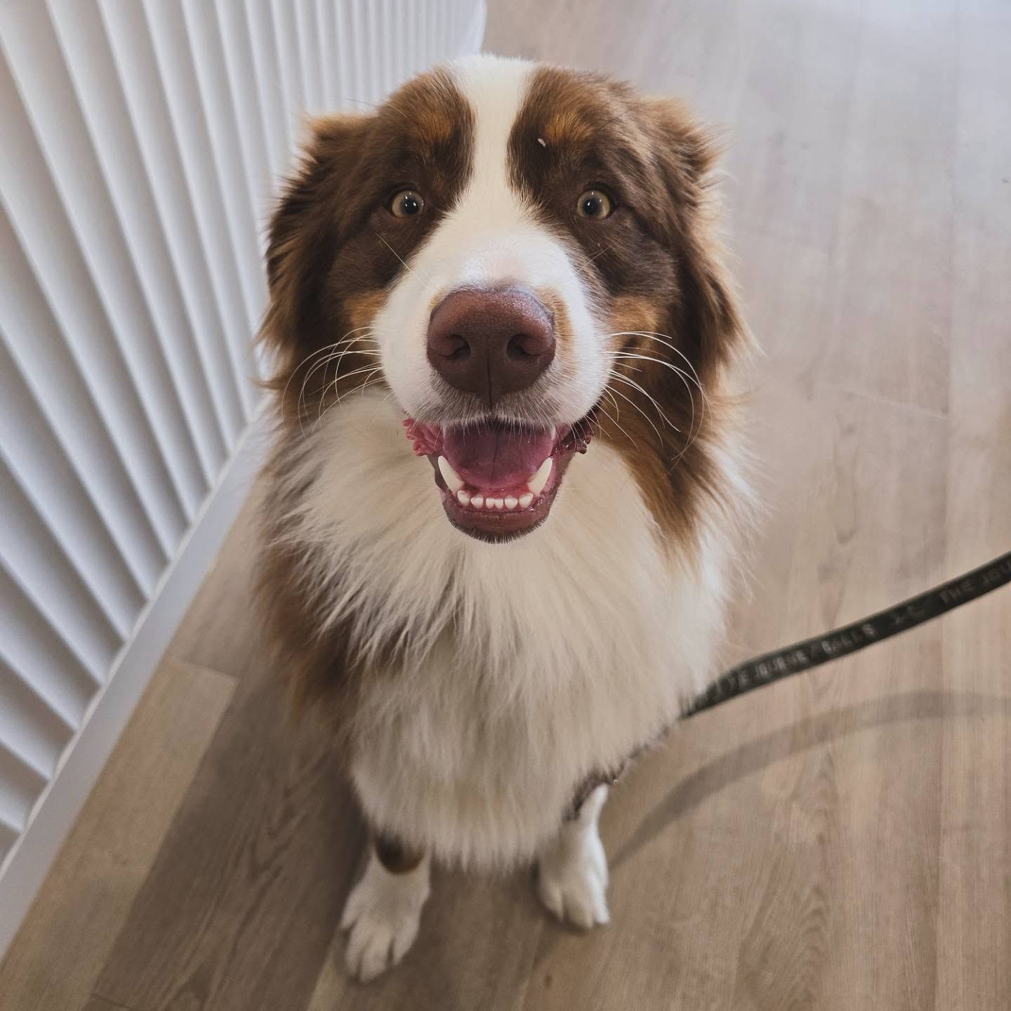 A Brown and White Dog Looking up And Smiling Indoors on A Leash — The Neighbourhood Vet in Tewantin, QLD