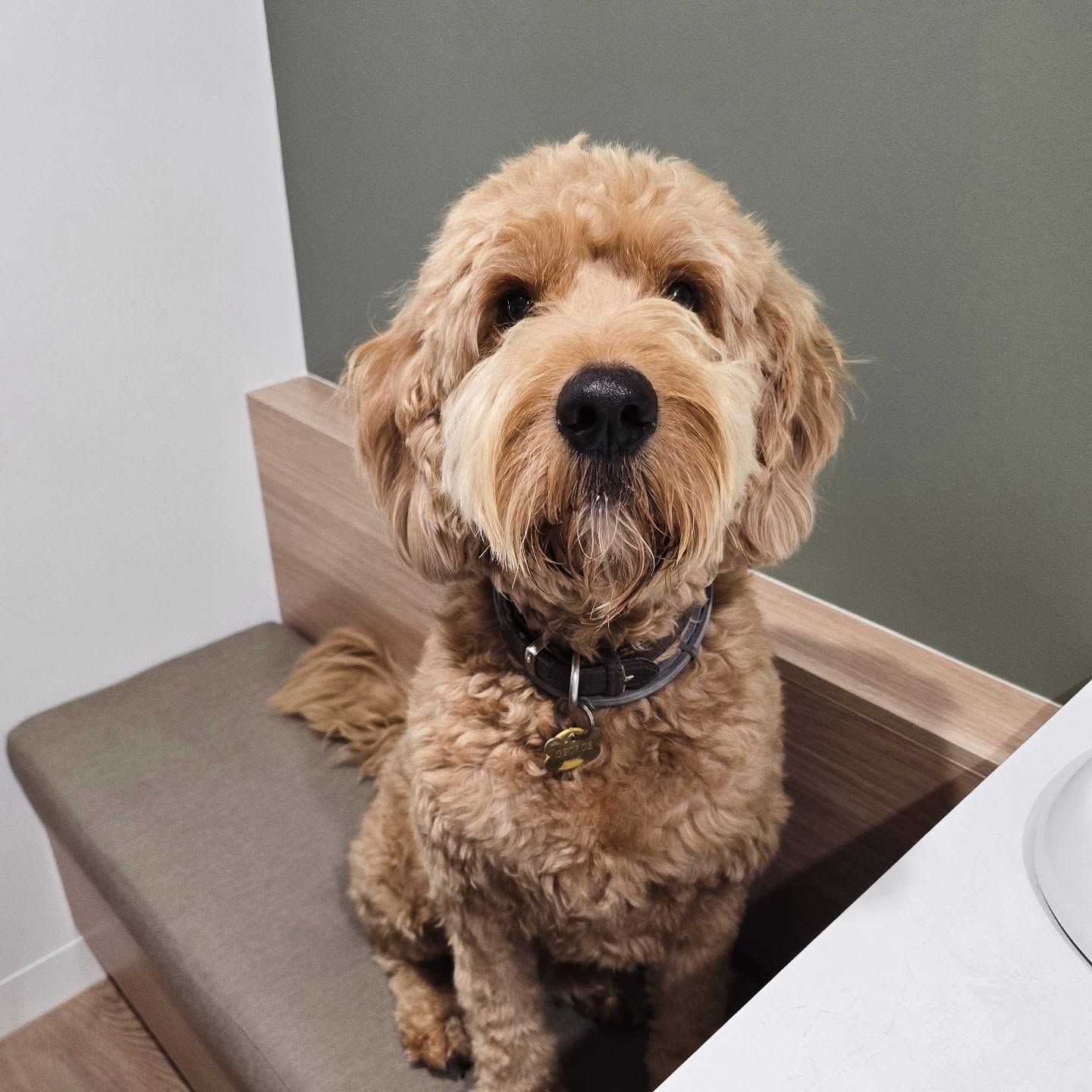 A Curly Brown Dog Sitting on A Chair — The Neighbourhood Vet in Tewantin, QLD