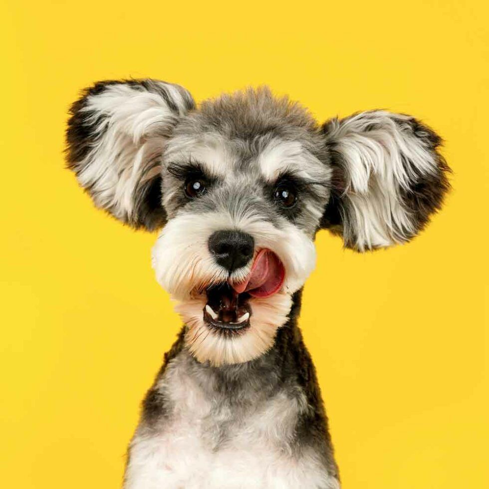 A Small Dog with Fluffy Ears Licking Its Nose — The Neighbourhood Vet in Tewantin, QLD