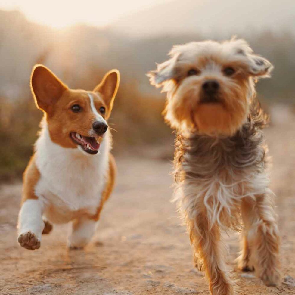 Two Dogs Running Toward the Camera on A Dusty Trail — The Neighbourhood Vet in Tewantin, QLD