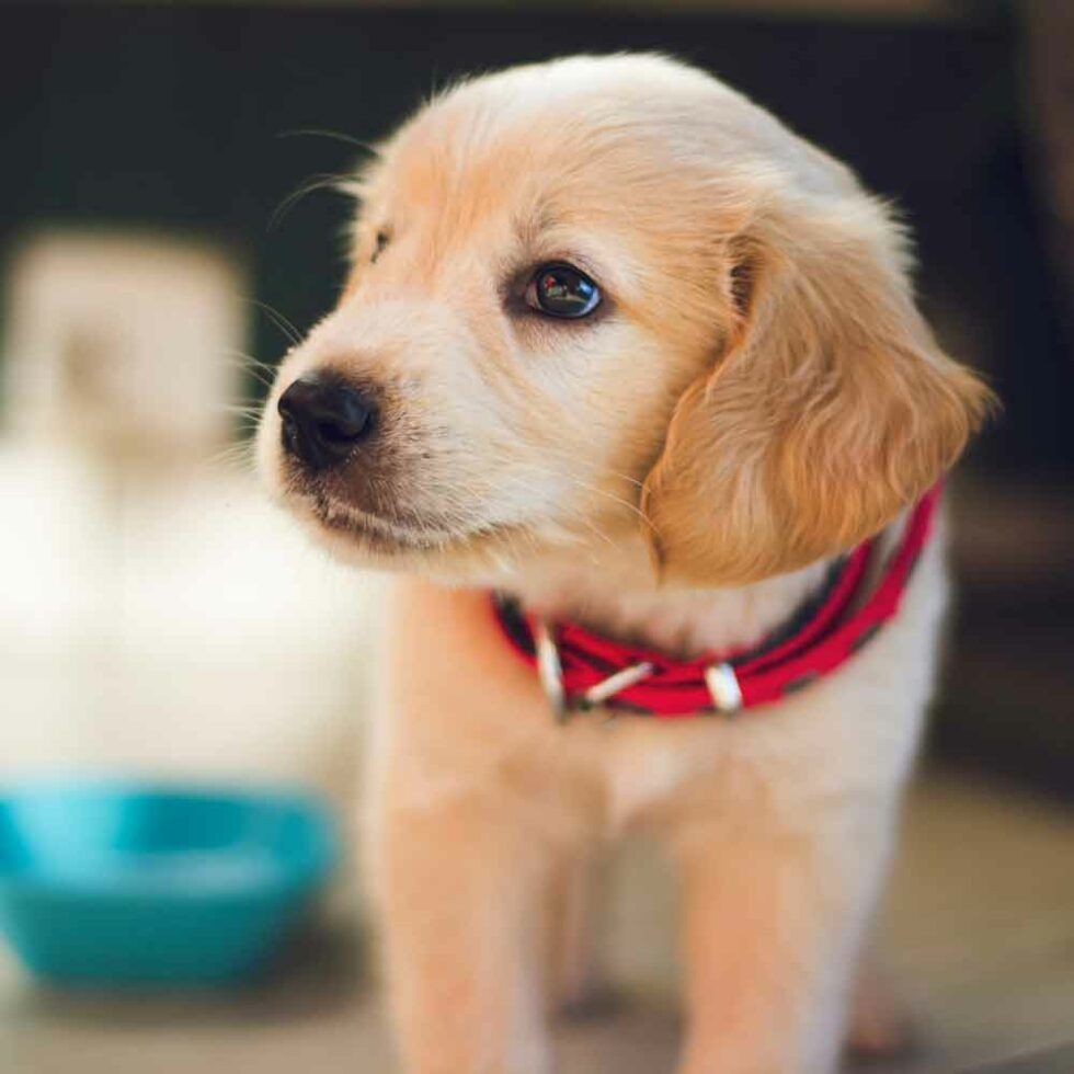 A Puppy Wearing a Red Collar — The Neighbourhood Vet in Tewantin, QLD