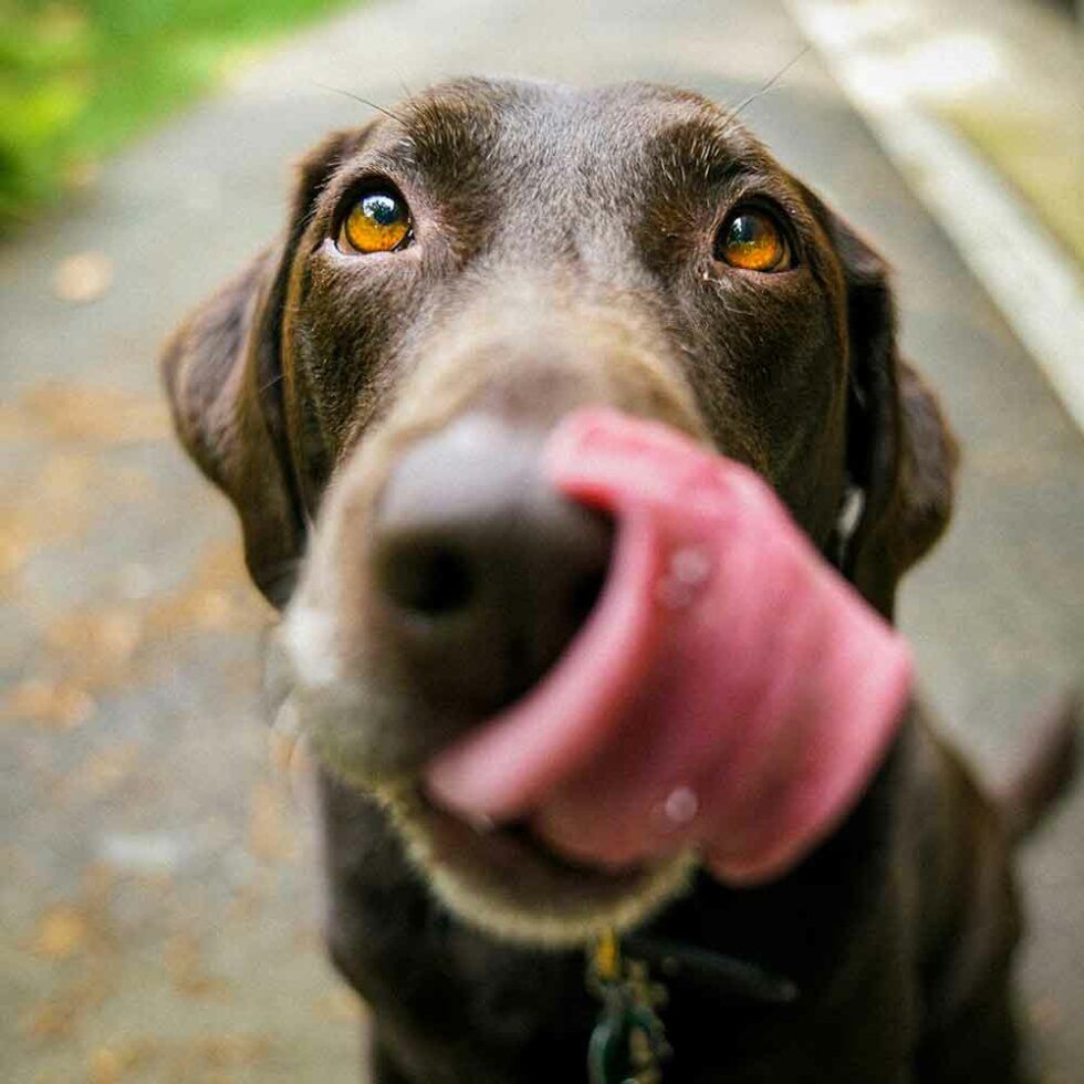 A Close-Up of A Brown Dog Licking Its Nose Outdoors — The Neighbourhood Vet in Tewantin, QLD