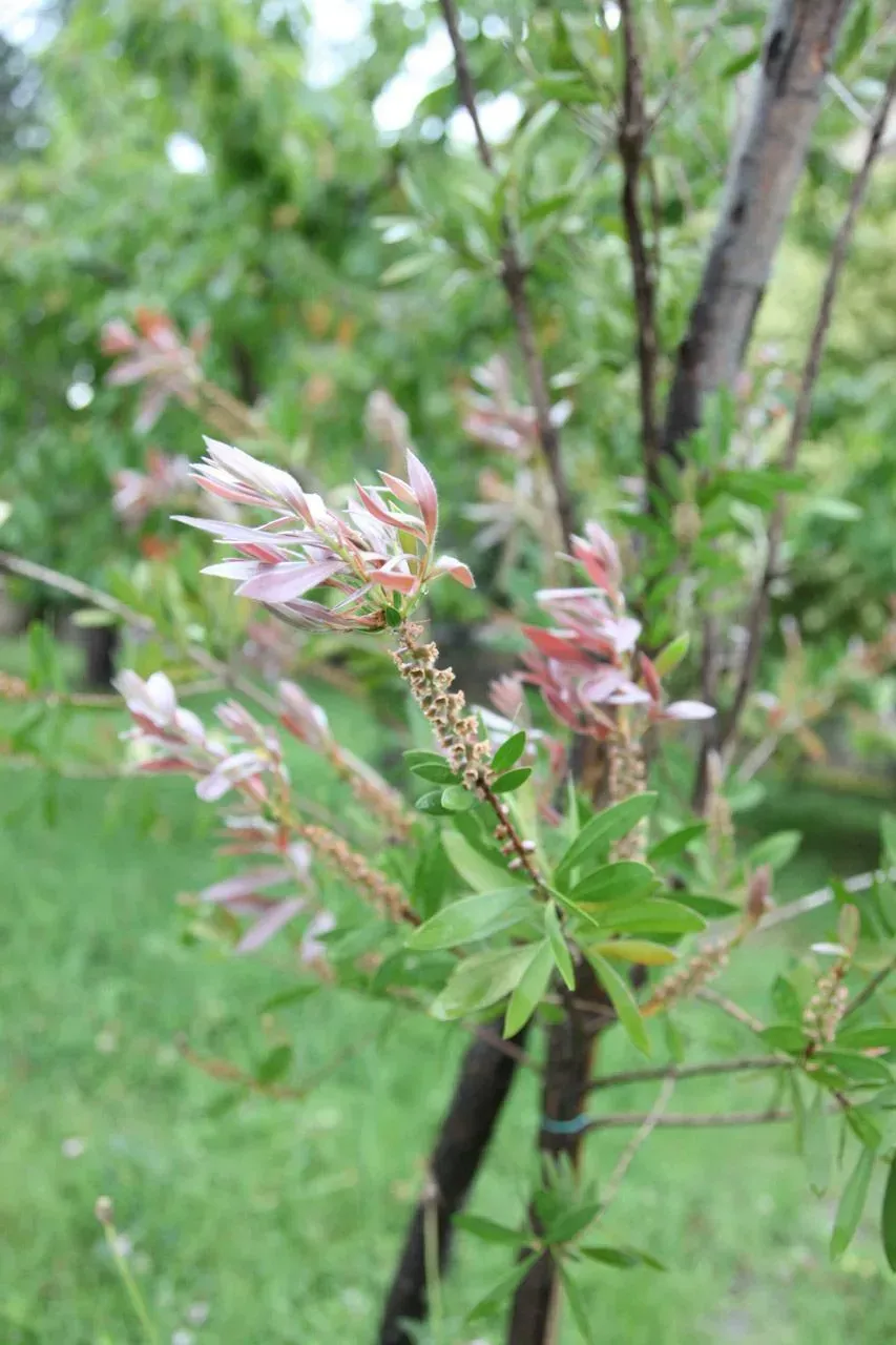 Fiori rosa e bianchi su un arbusto verde con fogliame da giardino sfocato sullo sfondo.