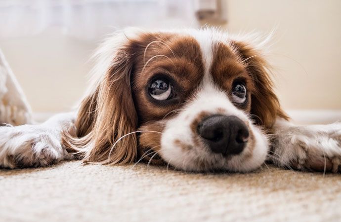 baby dog
