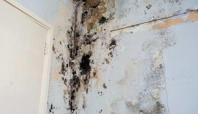 mold removal 2