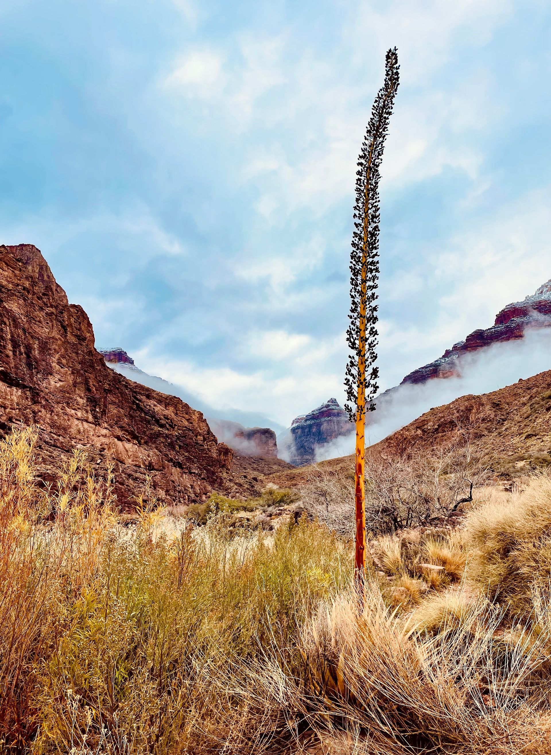 A tall tree in the middle of a desert with mountains in the background.