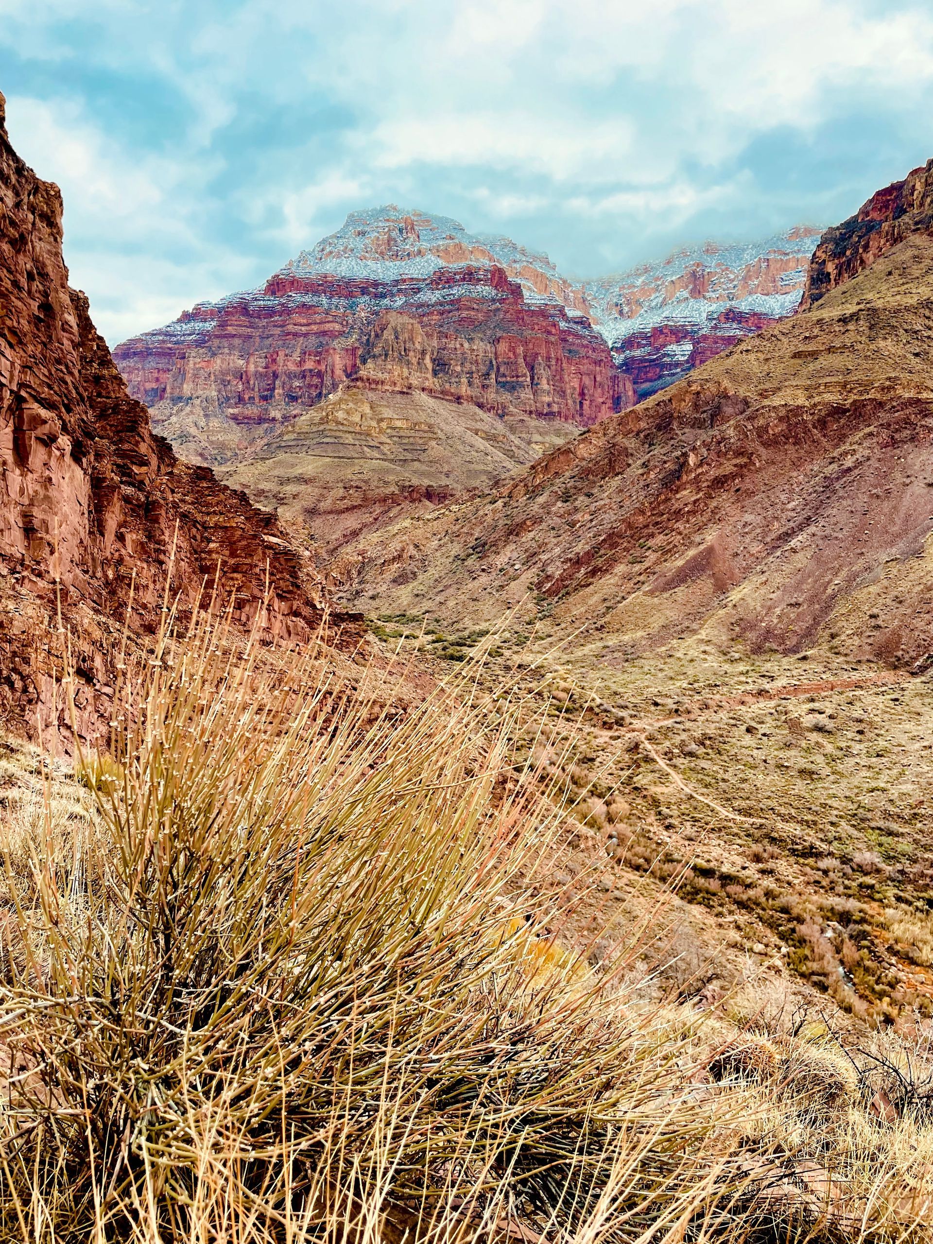 A desert landscape with mountains in the background and a few plants in the foreground.