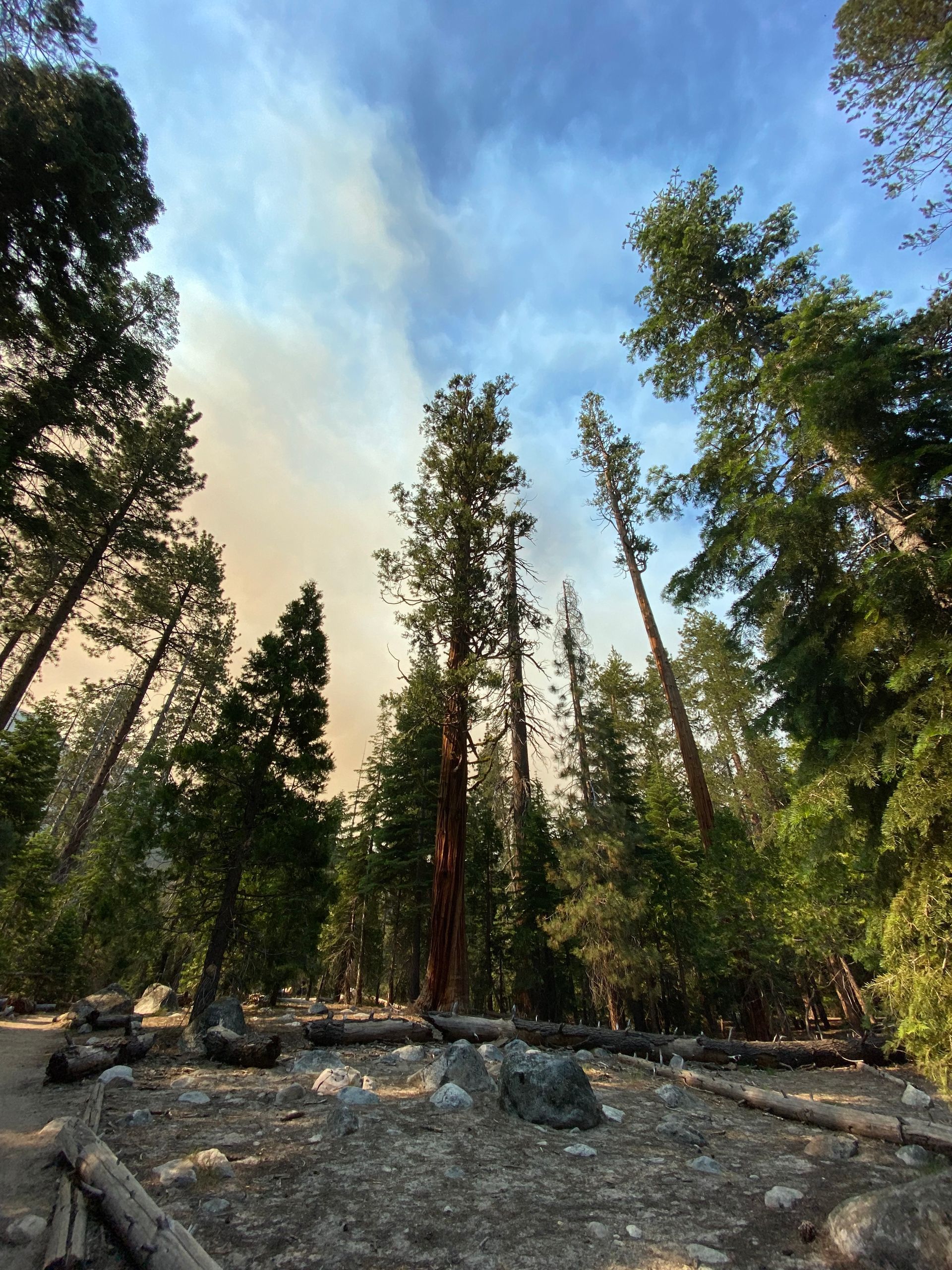 A forest with smoke coming out of the trees