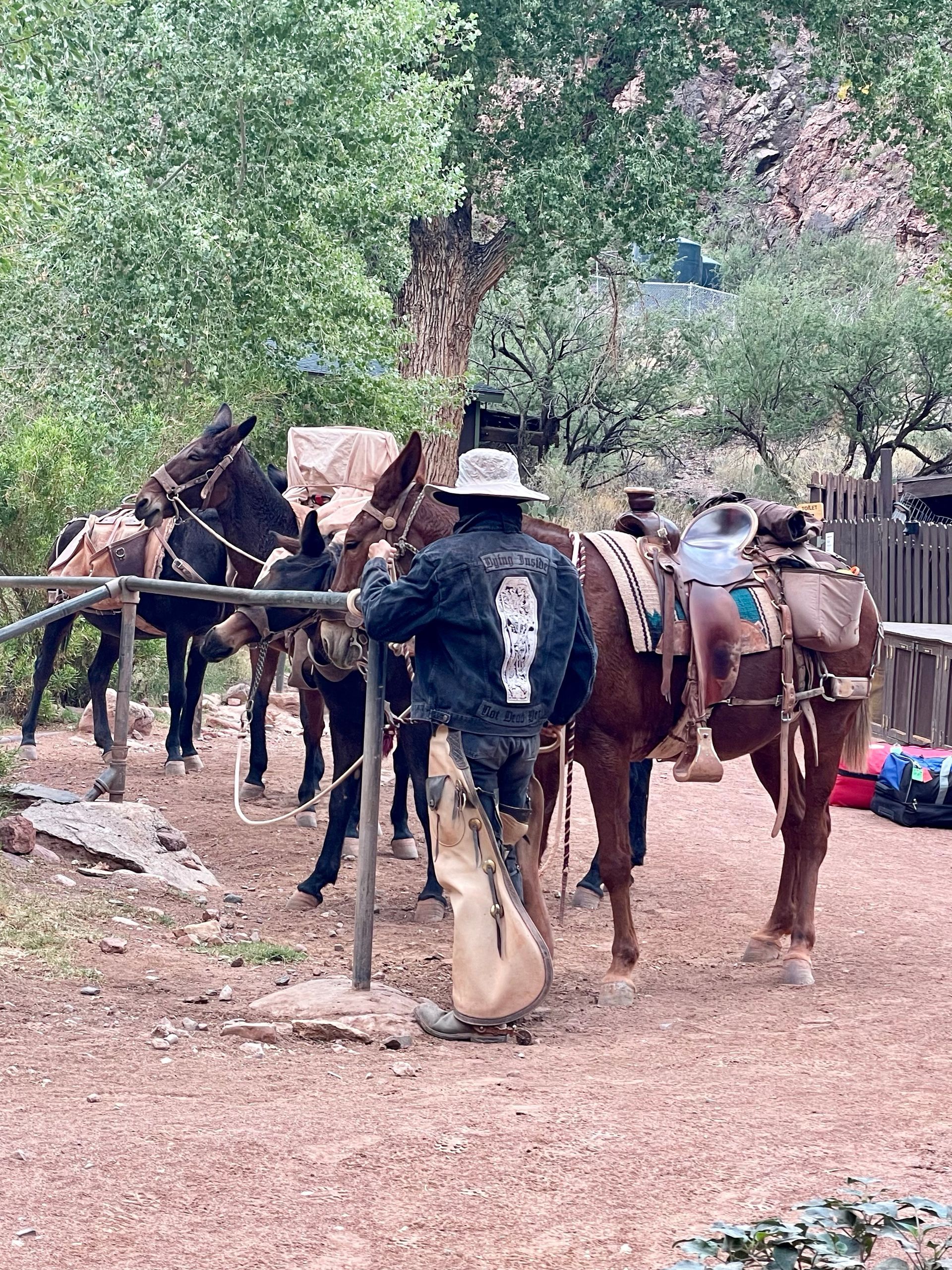 A man is standing next to a group of horses.