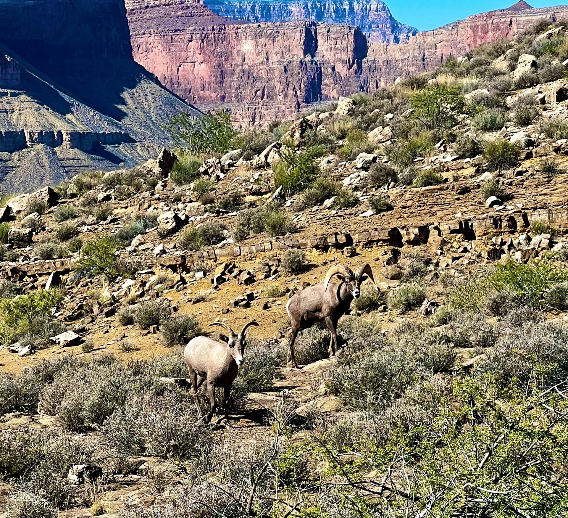 A herd of goats standing on top of a rocky hillside.