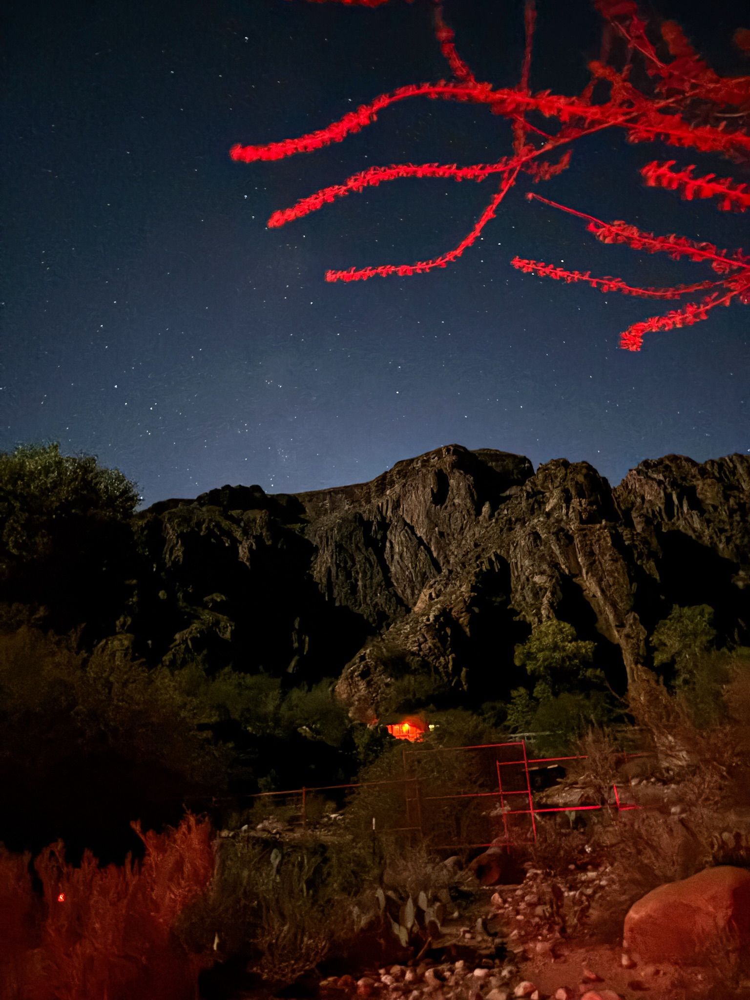 Night scene: Red ocotillo branches against a starry sky and dark mountain.