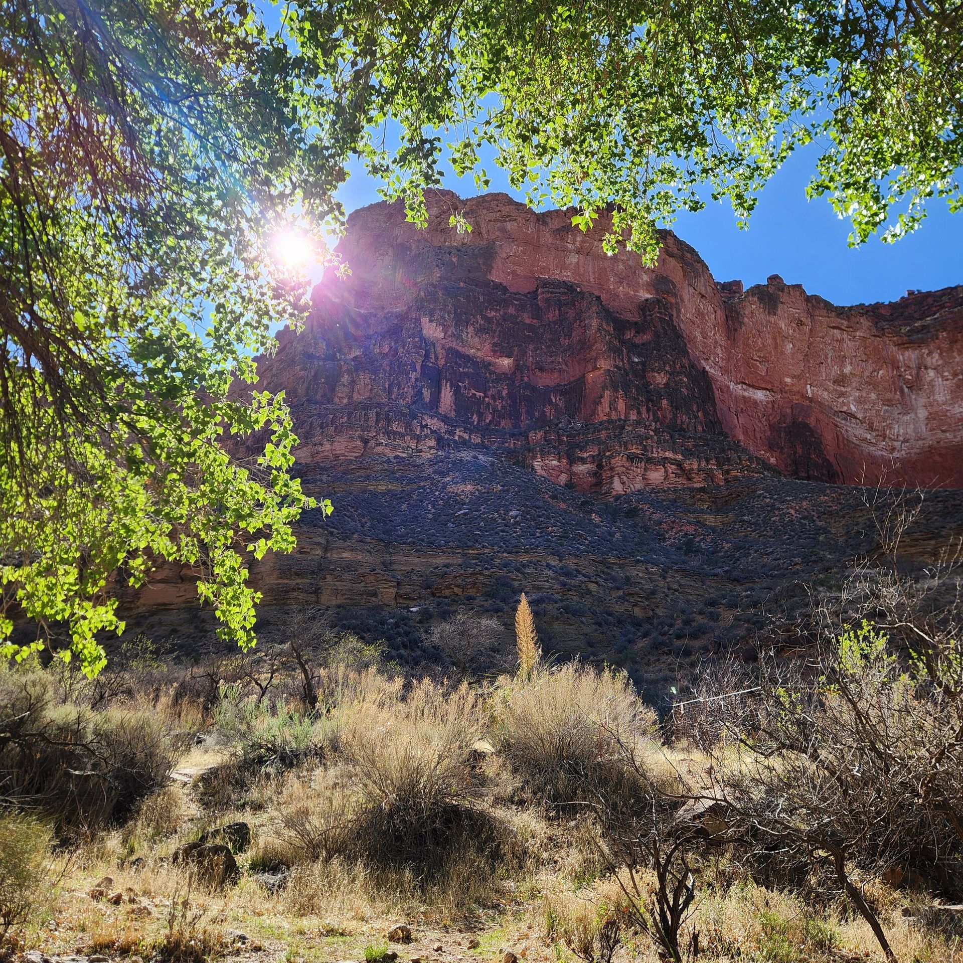 Sun shining over a rocky canyon framed by green trees.