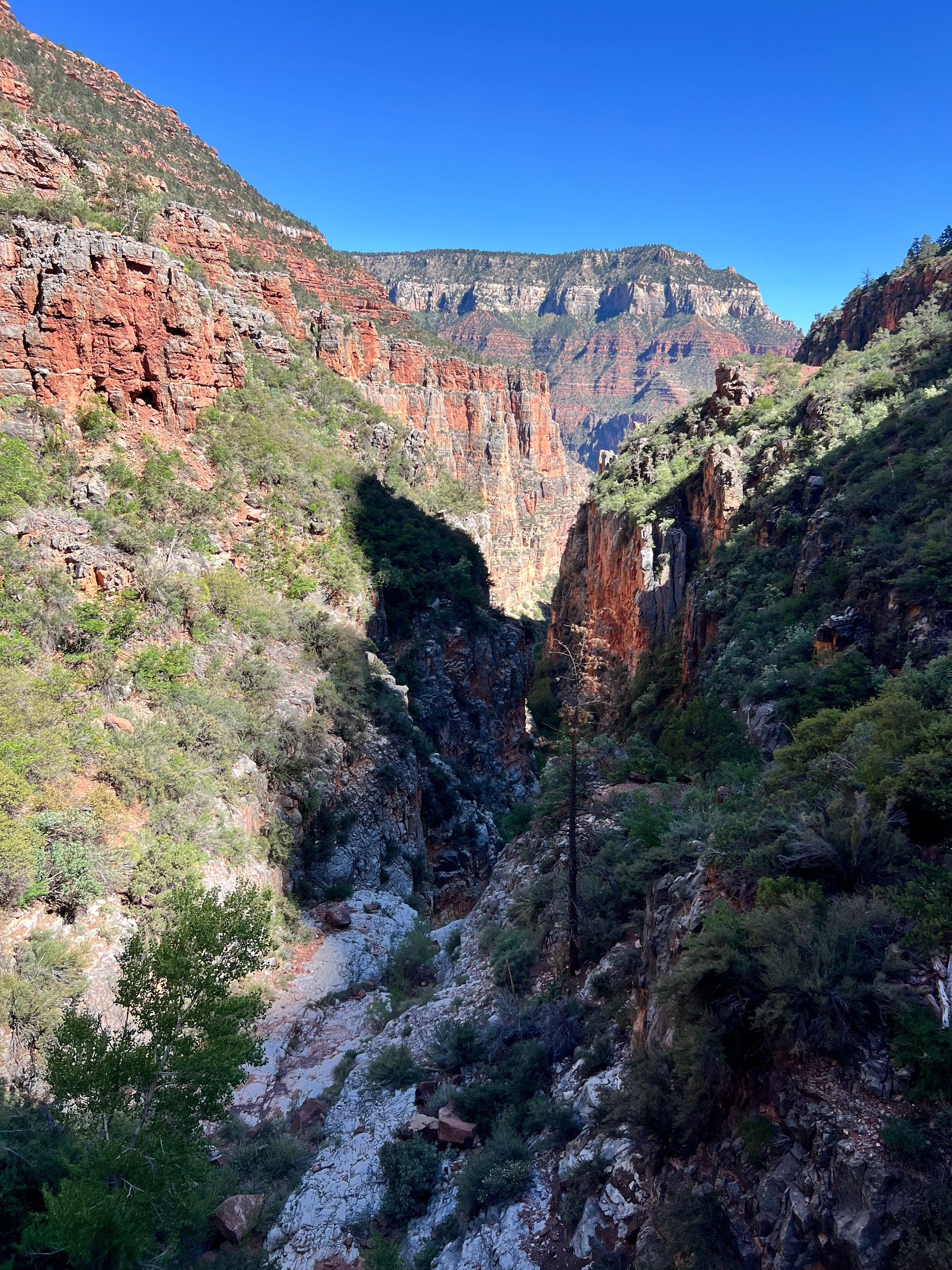 Canyon with red rock walls and lush green vegetation under a blue sky.