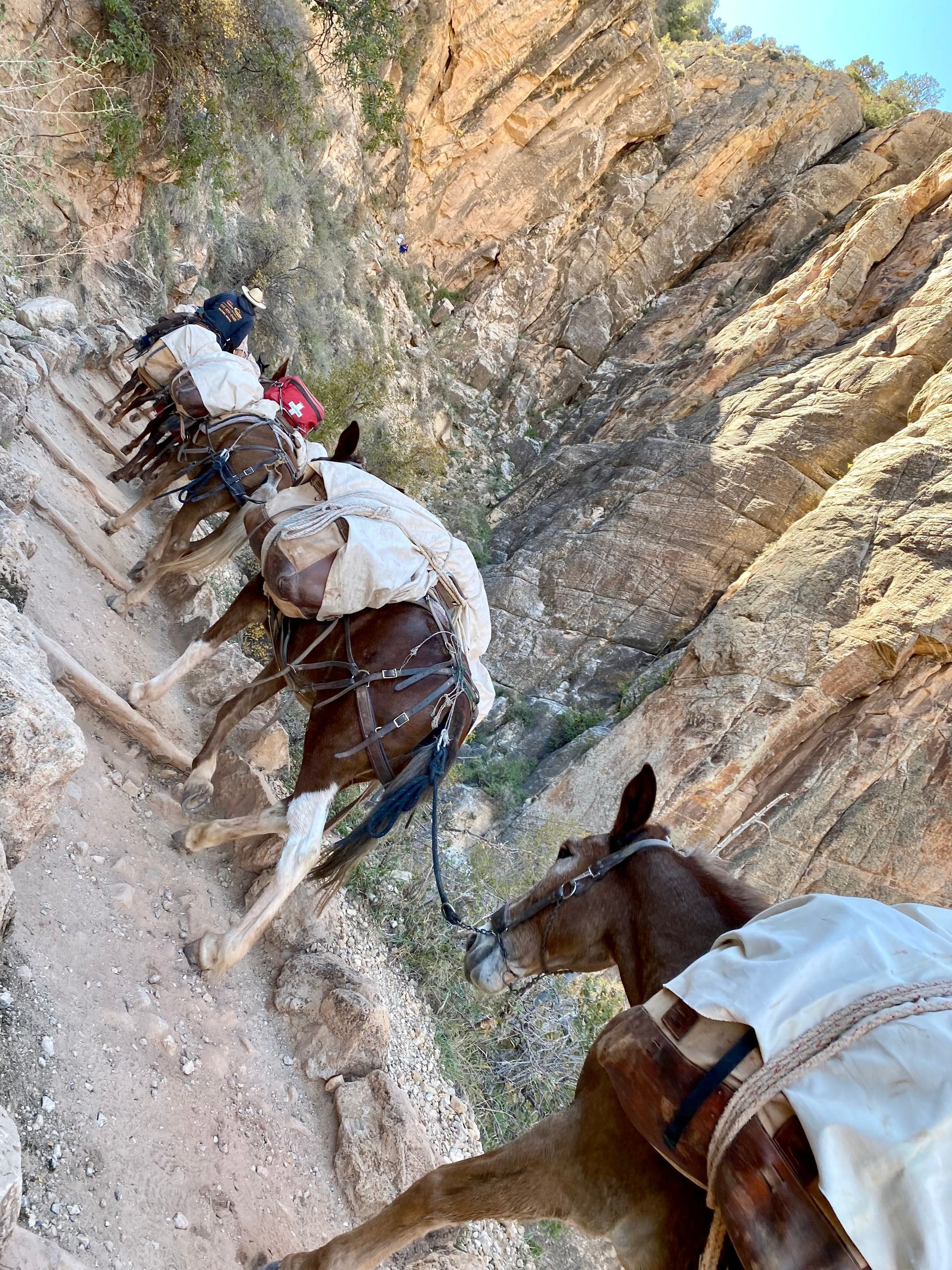 A group of horses are riding up a mountain.