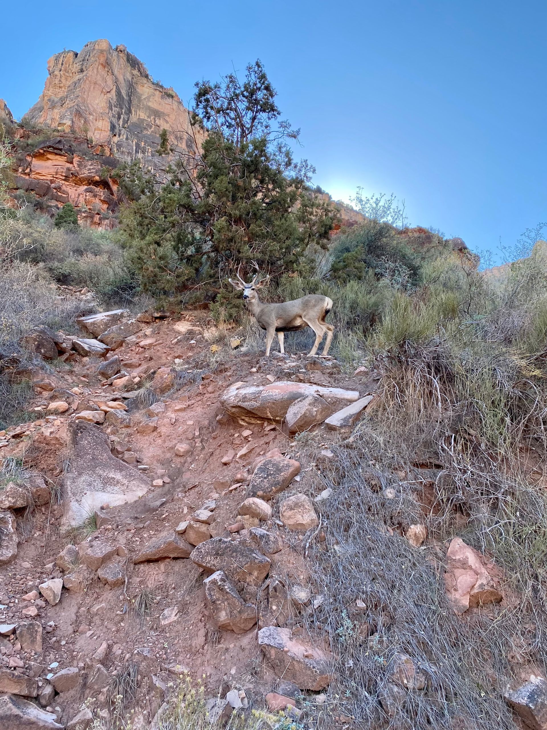 A deer is standing on top of a rocky hillside.