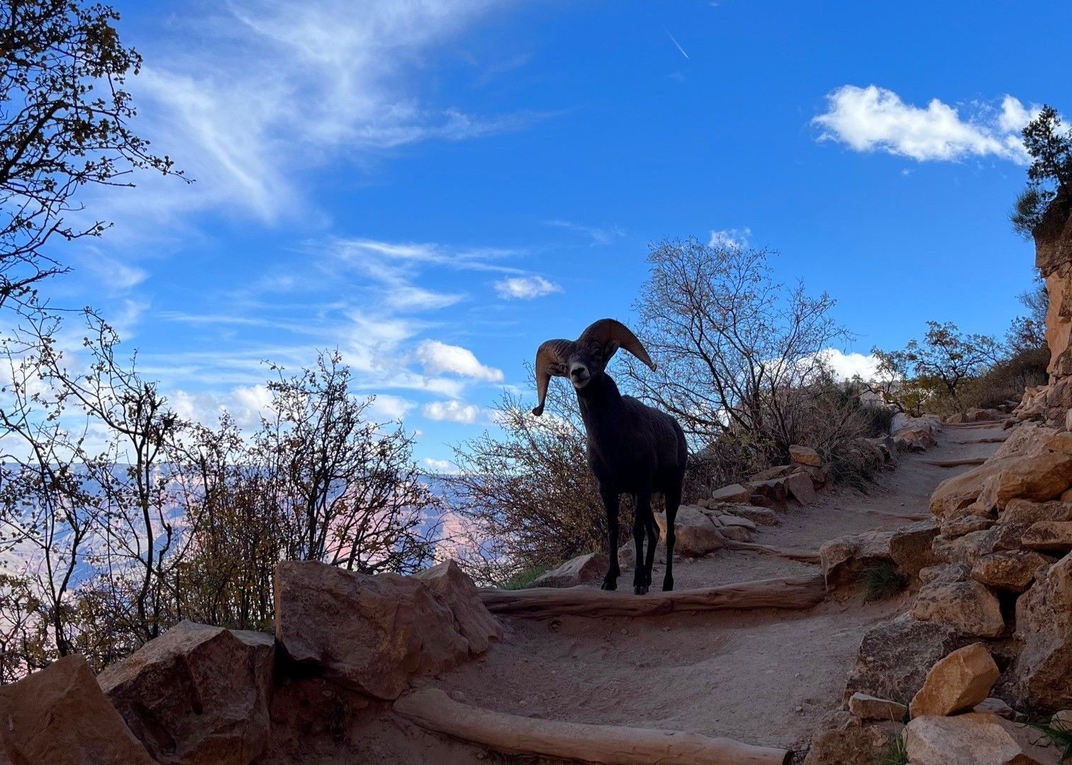 Black goat standing on a rocky trail under a bright blue sky with sparse desert trees