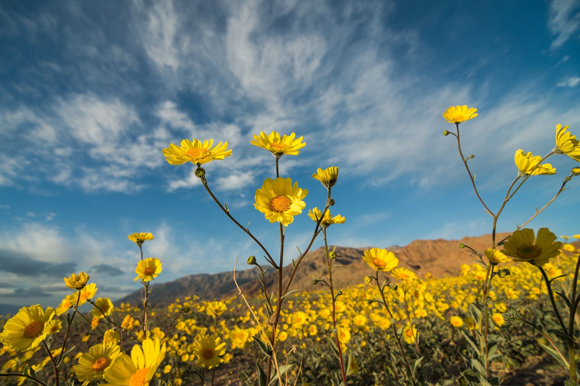 yellow wild flowers