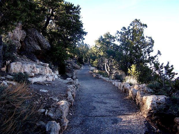 A path in the woods with trees on both sides
