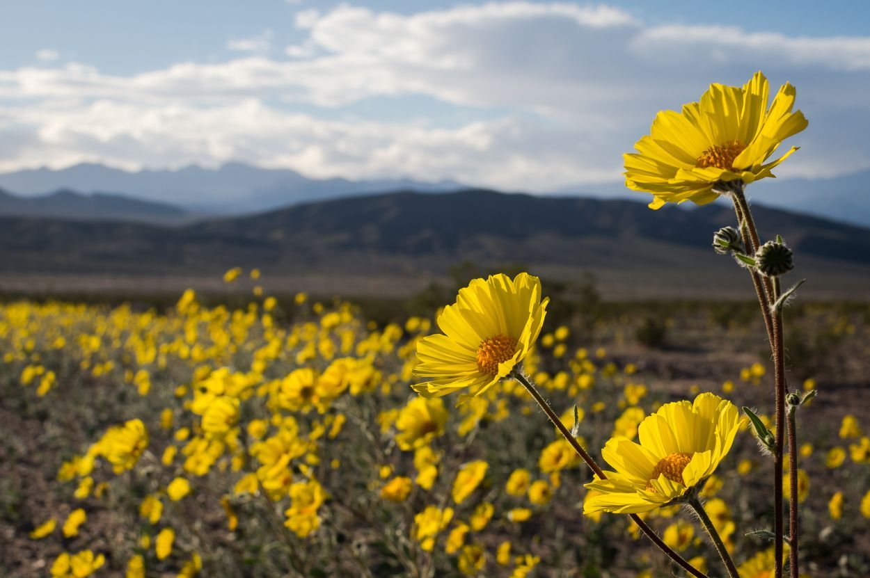 Bright yellow wildflowers bloom in a vast, arid desert landscape with hazy mountains under a cloudy sky.