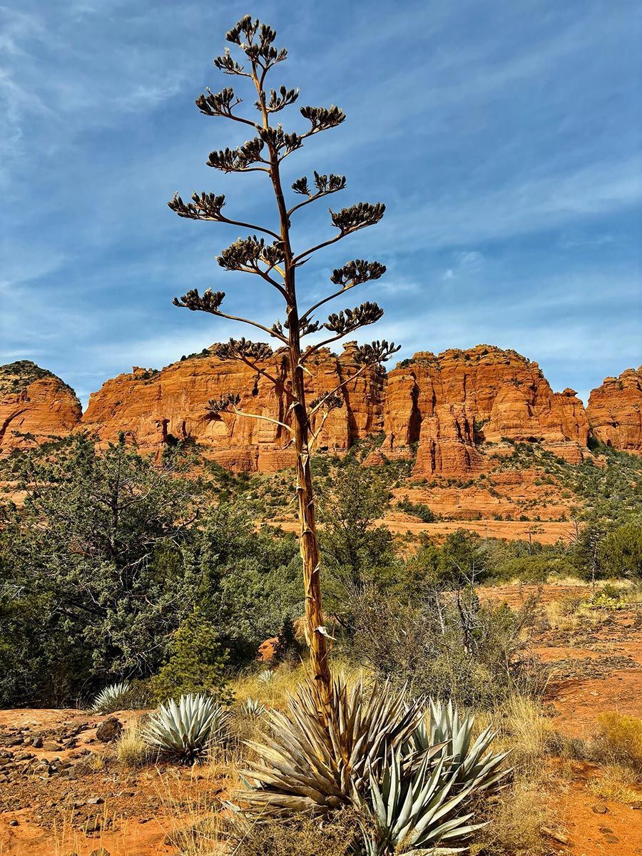 A tree in the desert with mountains in the background