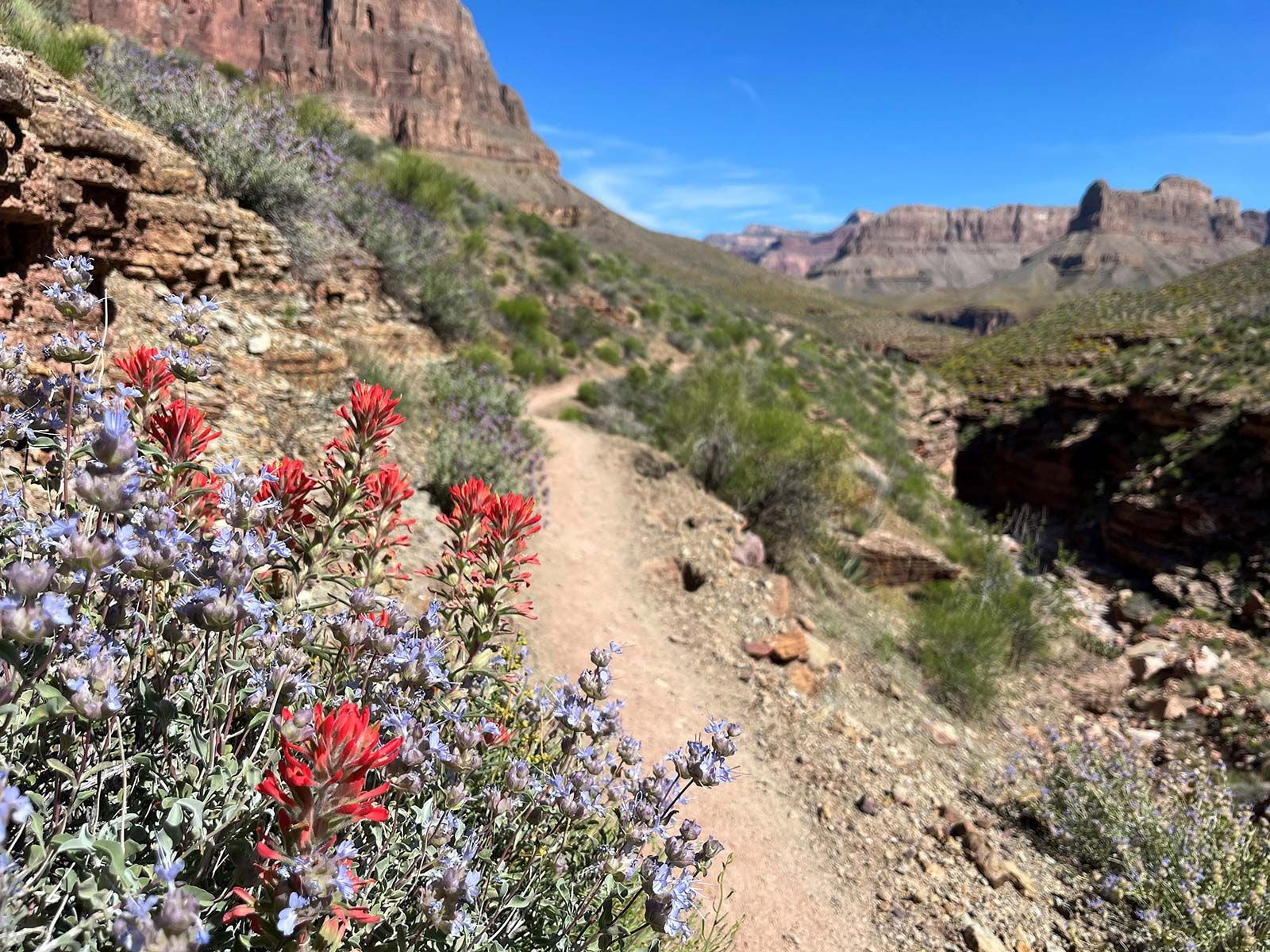 Hiking trail through canyon with red and purple wildflowers, clear blue sky.