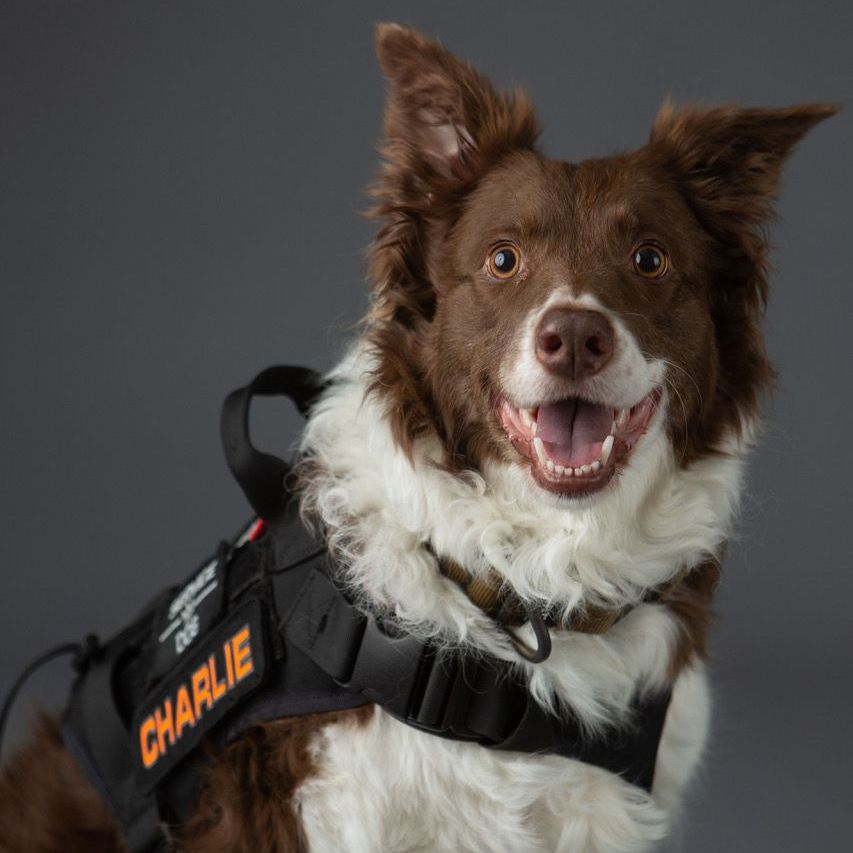 Therapy and Service Dogs