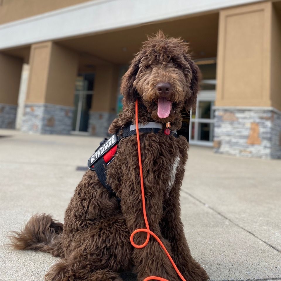 Therapy Dog