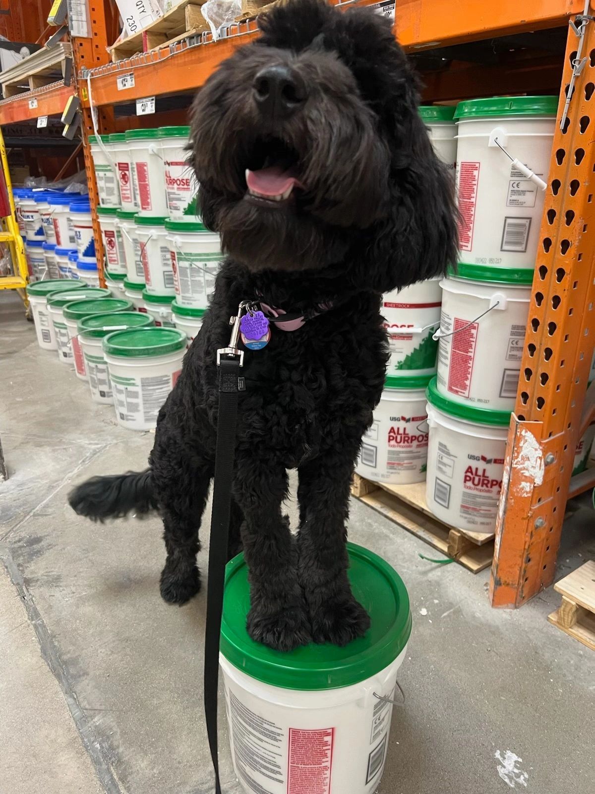 Dog Board and Train & Dog Training