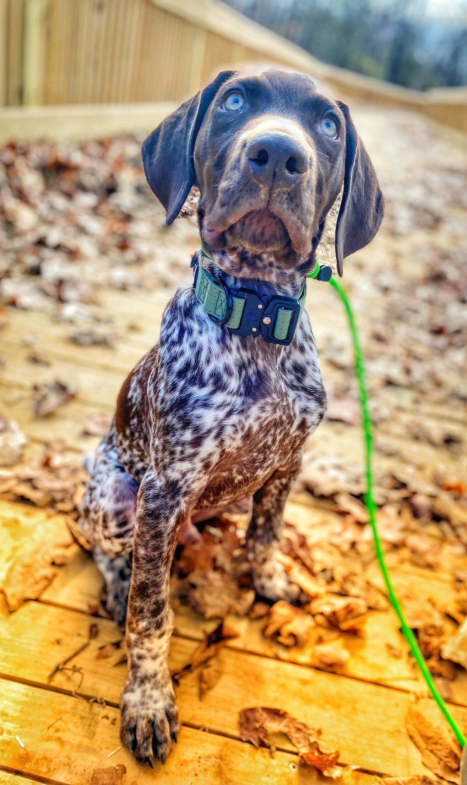 Dog Board and Train & Dog Training