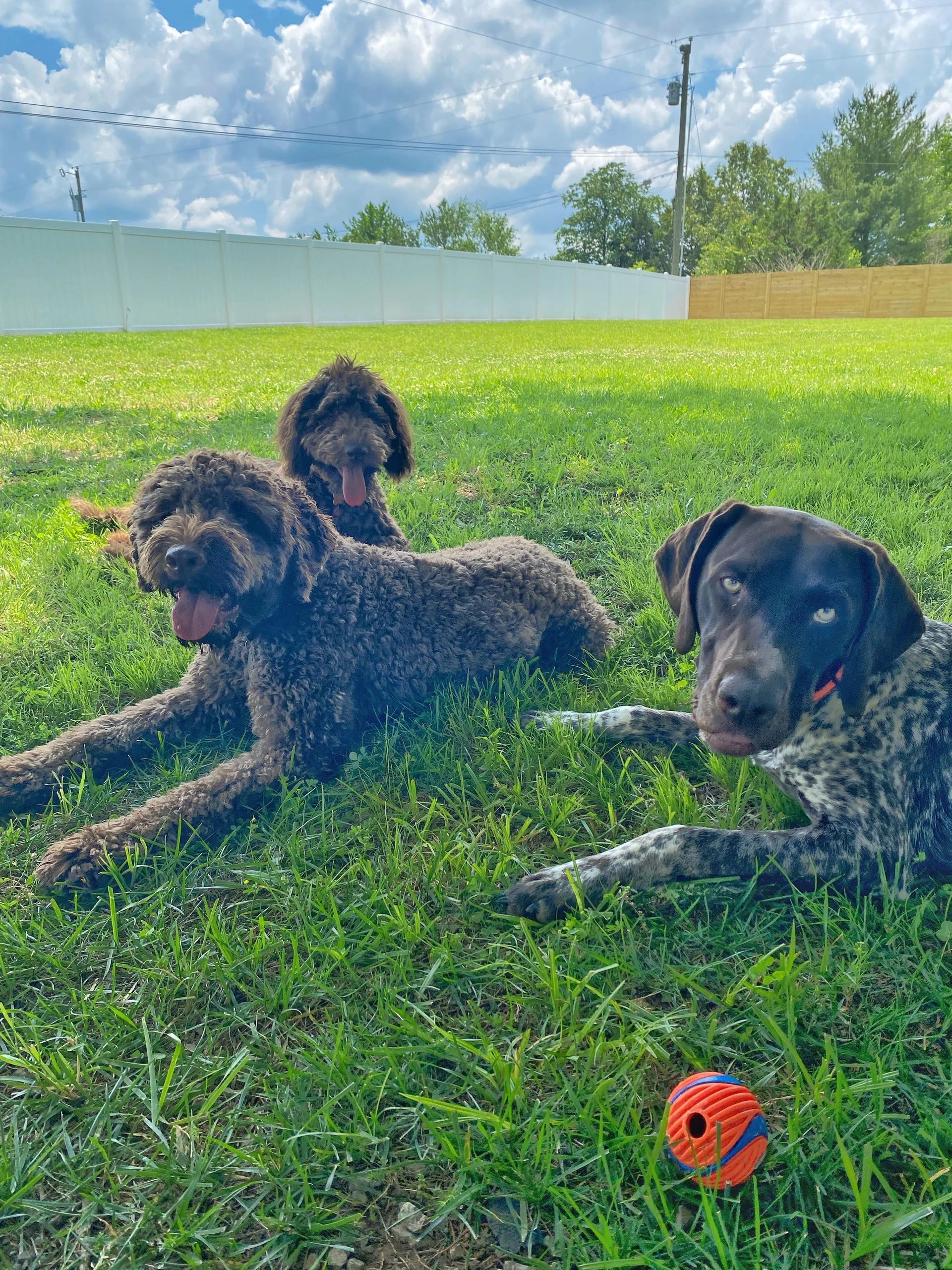 Dog Board and Train & Dog Training