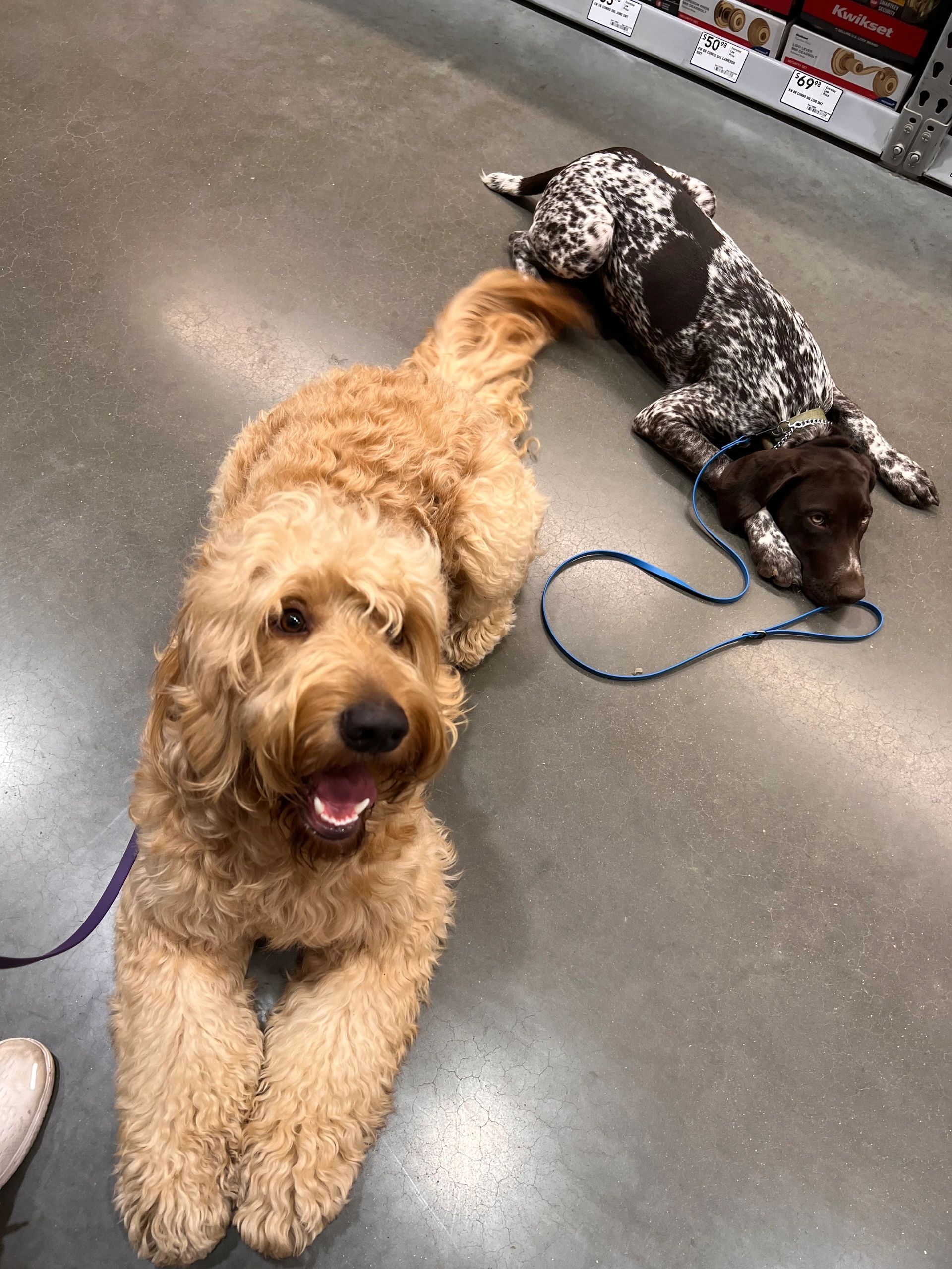 Dog Board and Train & Dog Training