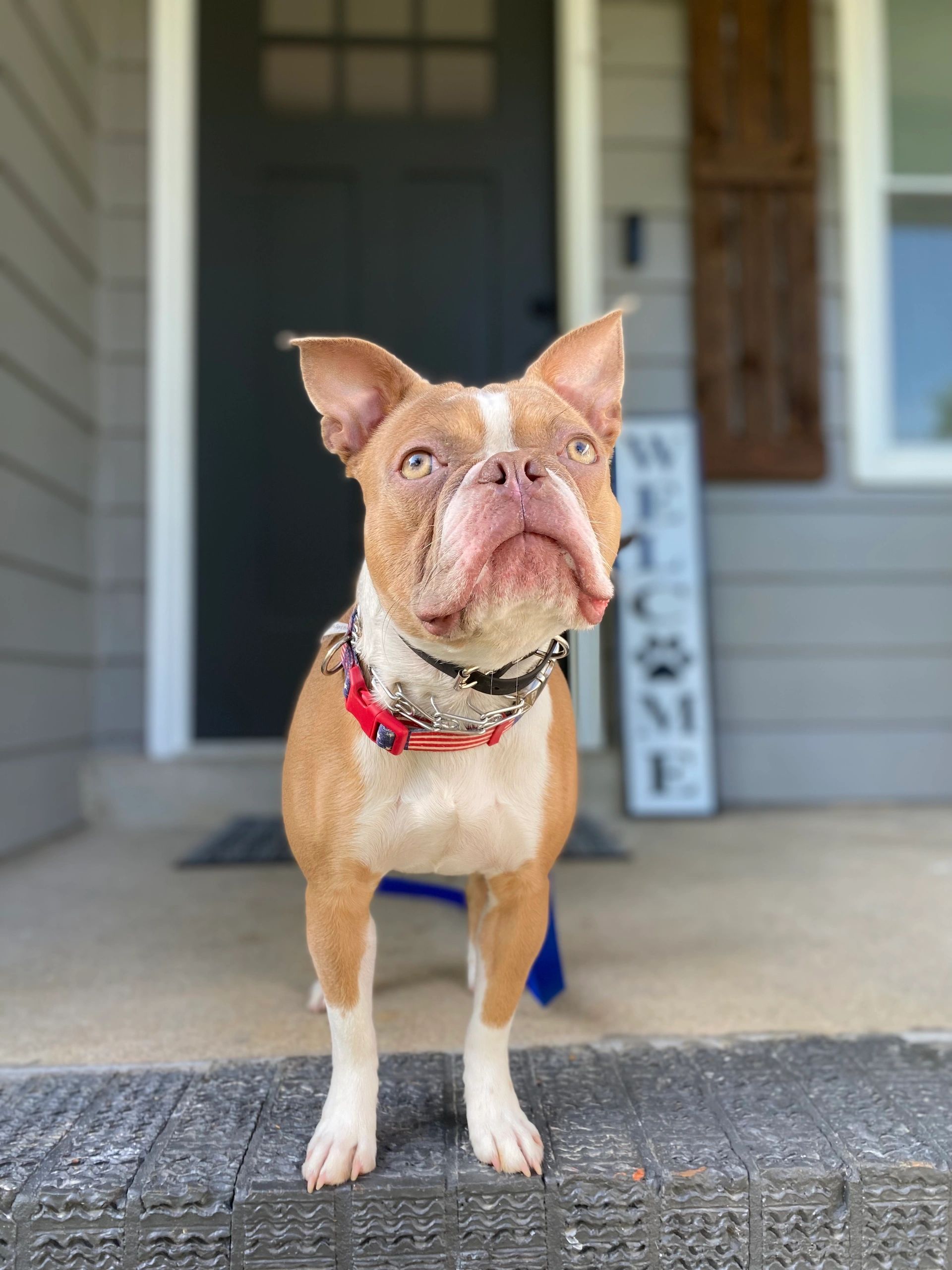 Dog Board and Train & Dog Training