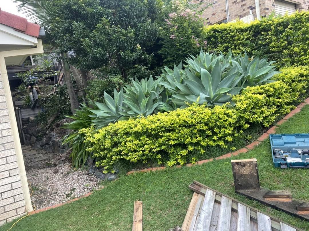 A garden with a lot of plants and a house in the background. — Turnscape Landscaping in Palm Beach, QLD
