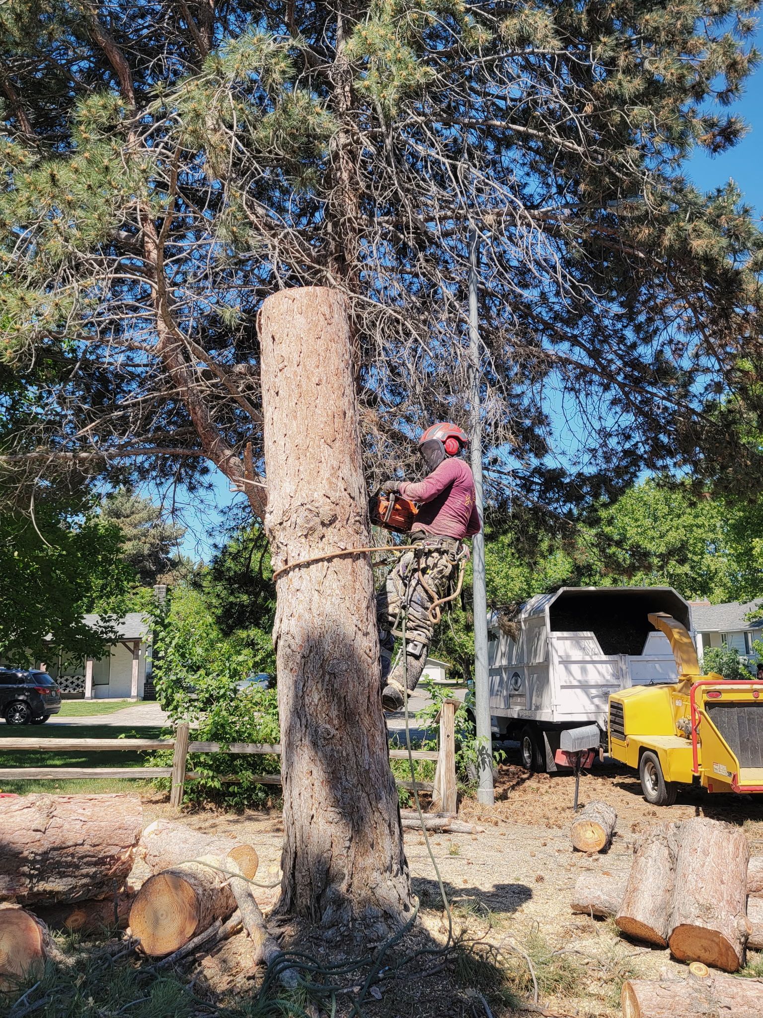 Cut tree trunk and log in backyard